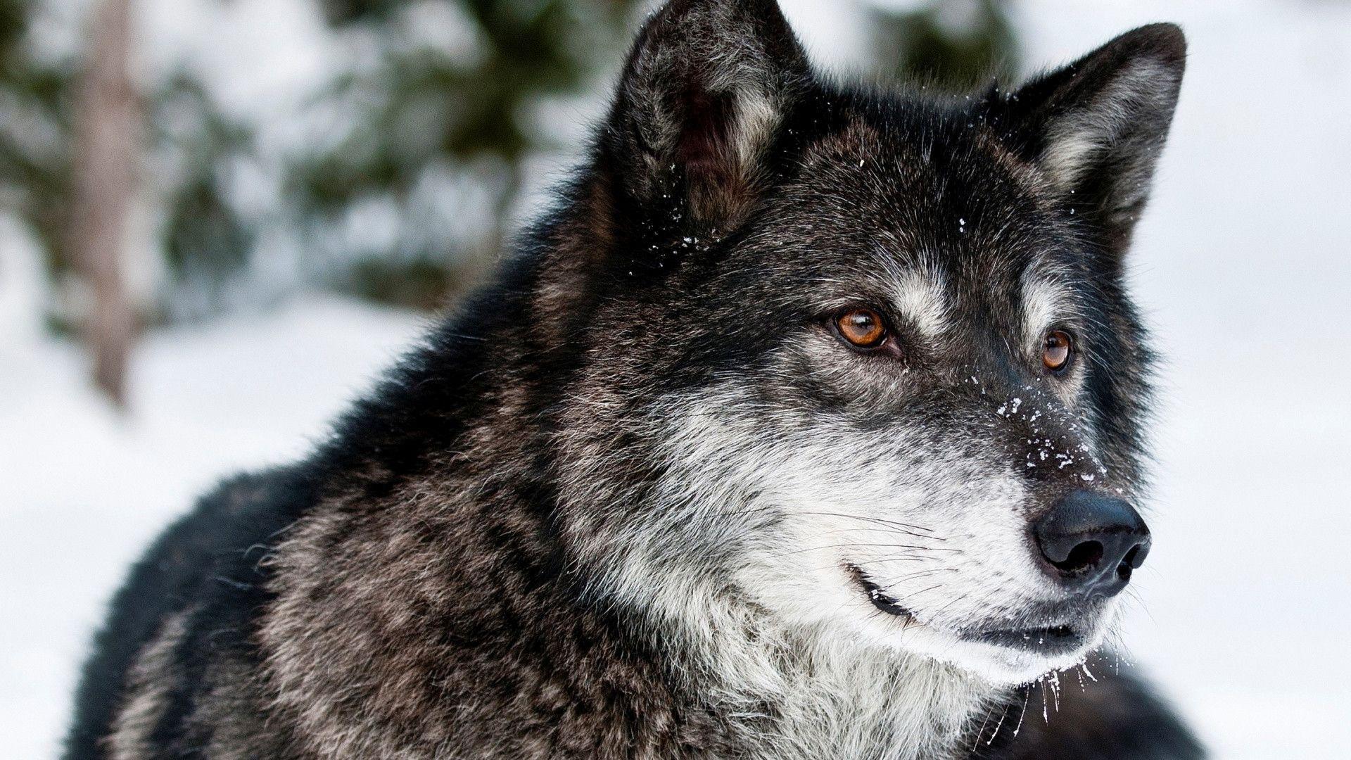 Free wolf wallpaper download Gallery