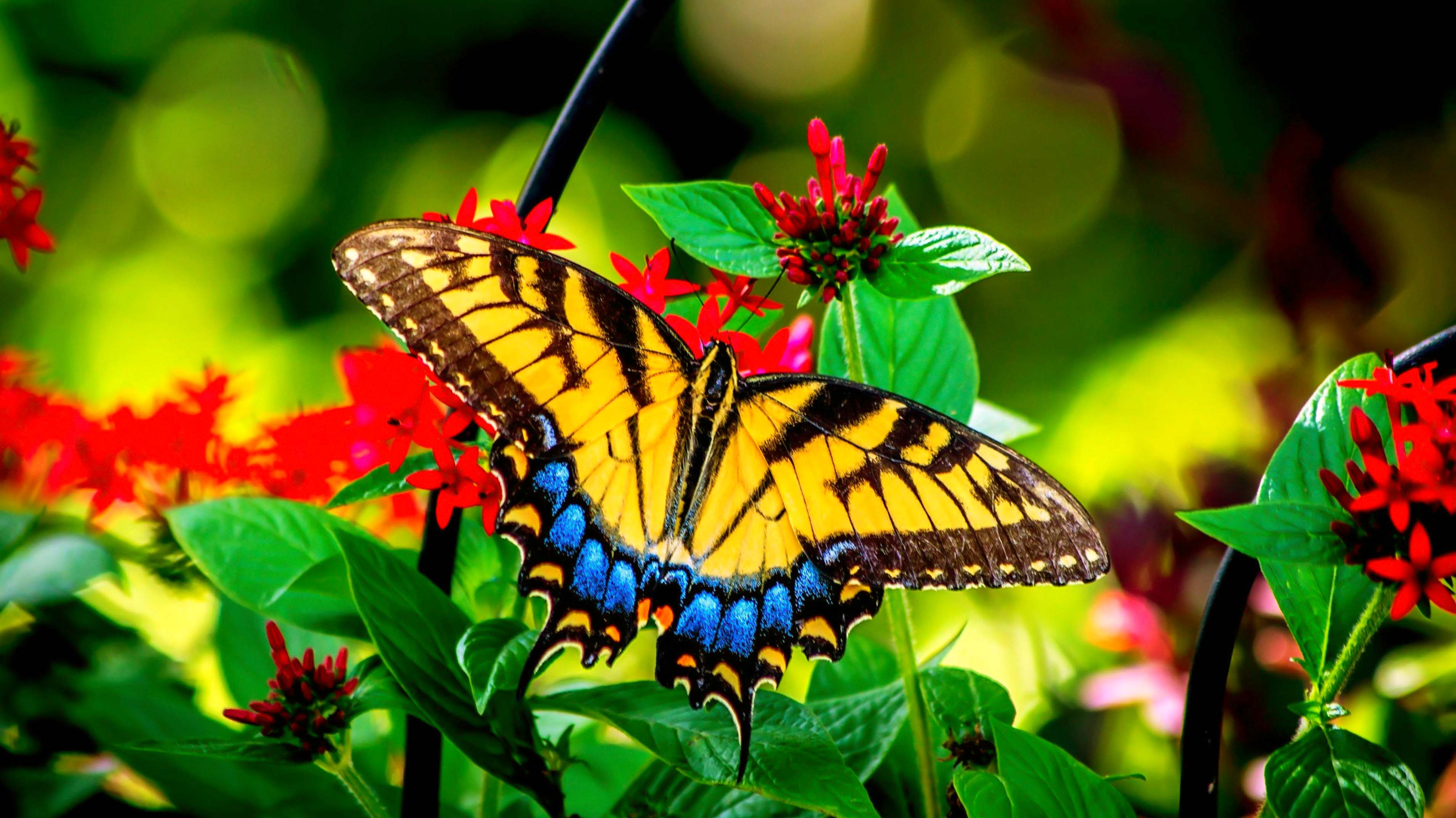 Butterfly Flying Wallpapers - Wallpaper Cave