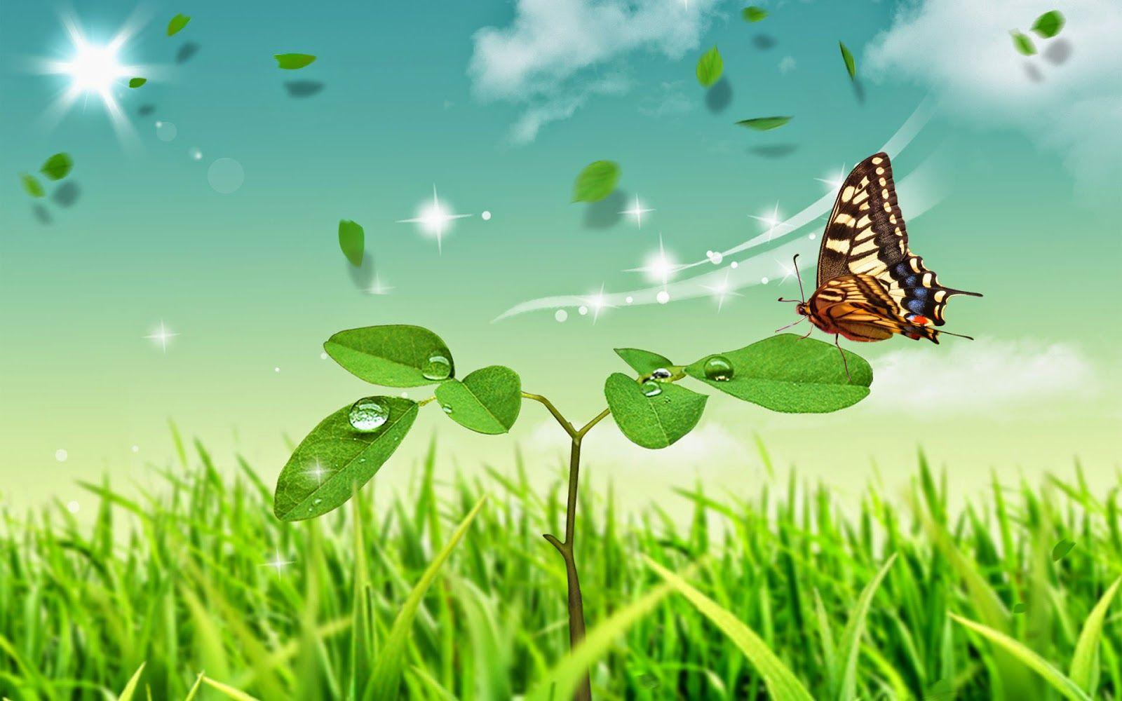 World Best Butterfly HD Wallpapers - Wallpaper Cave