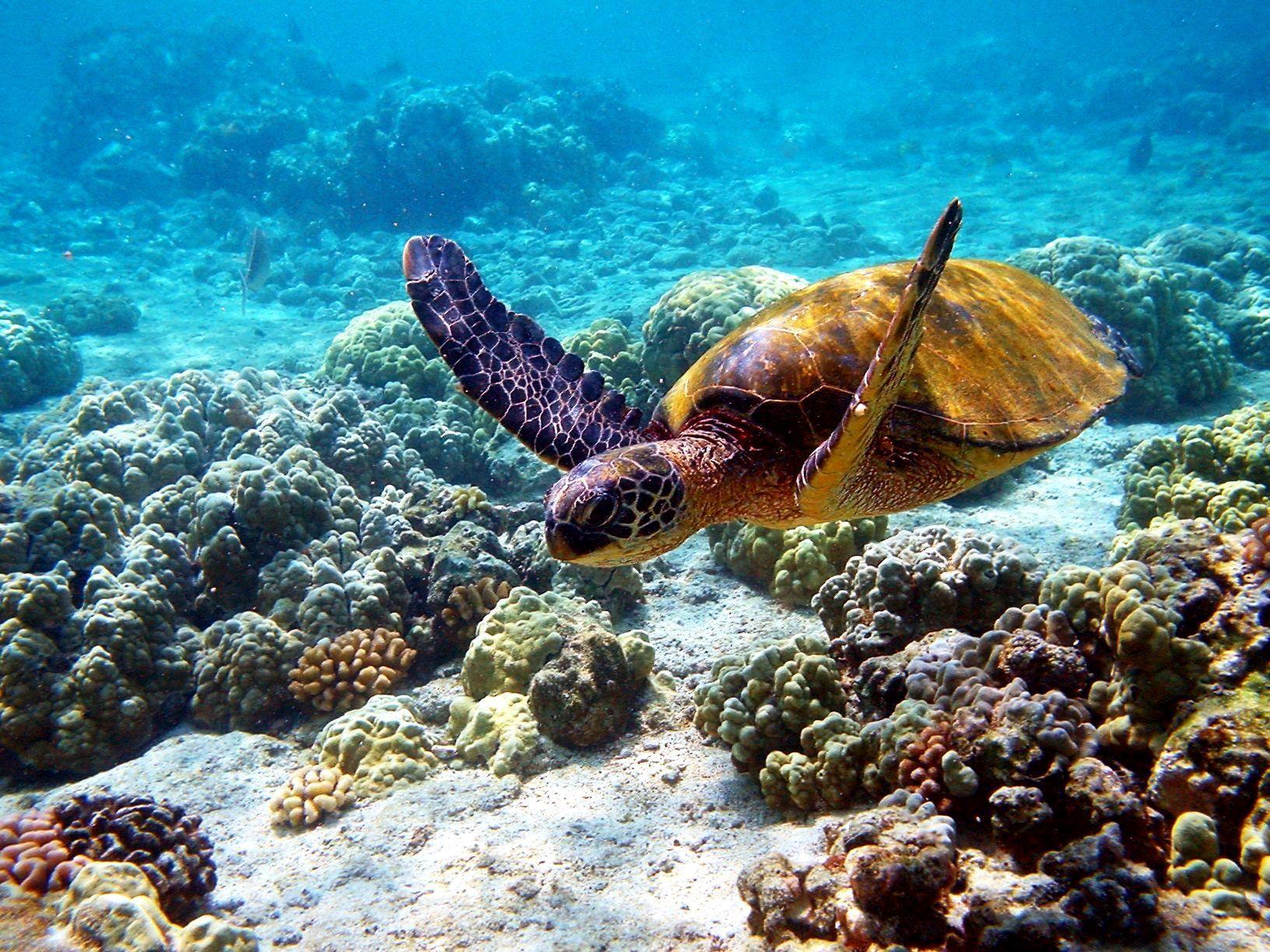 Hawaiian Desktop Wallpaper Turtle In Hawaii 1632