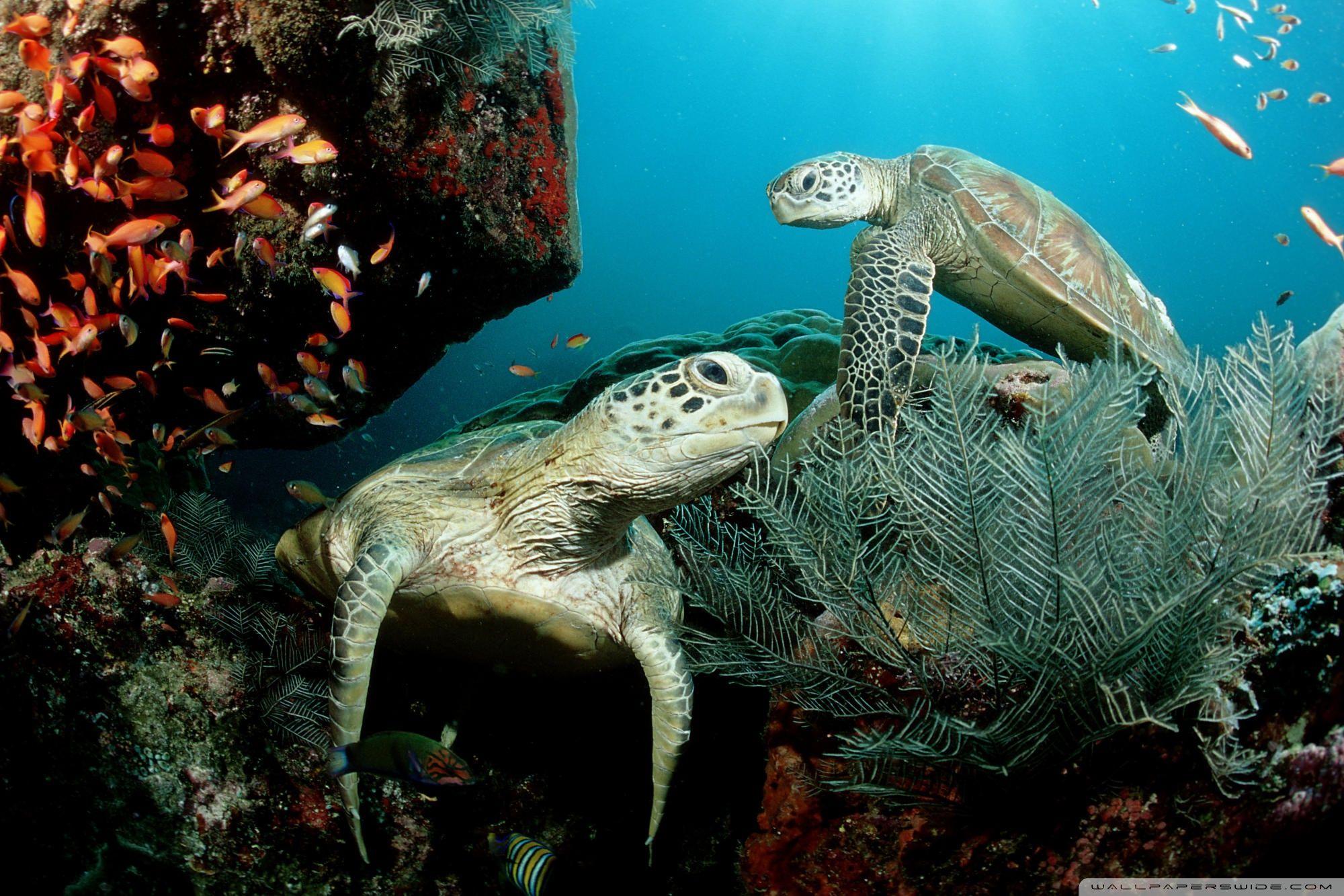 Two Green Sea Turtle ❤ 4K HD Desktop Wallpaper for 4K Ultra HD TV