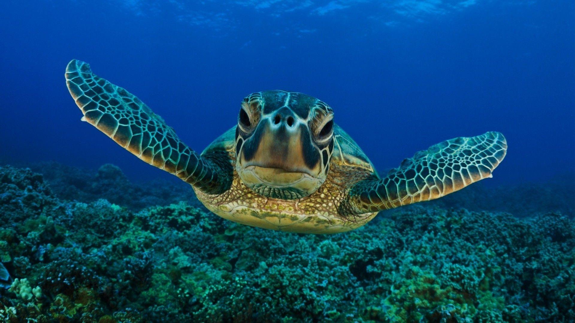 Sea turtle. Desktop wallpaper for free