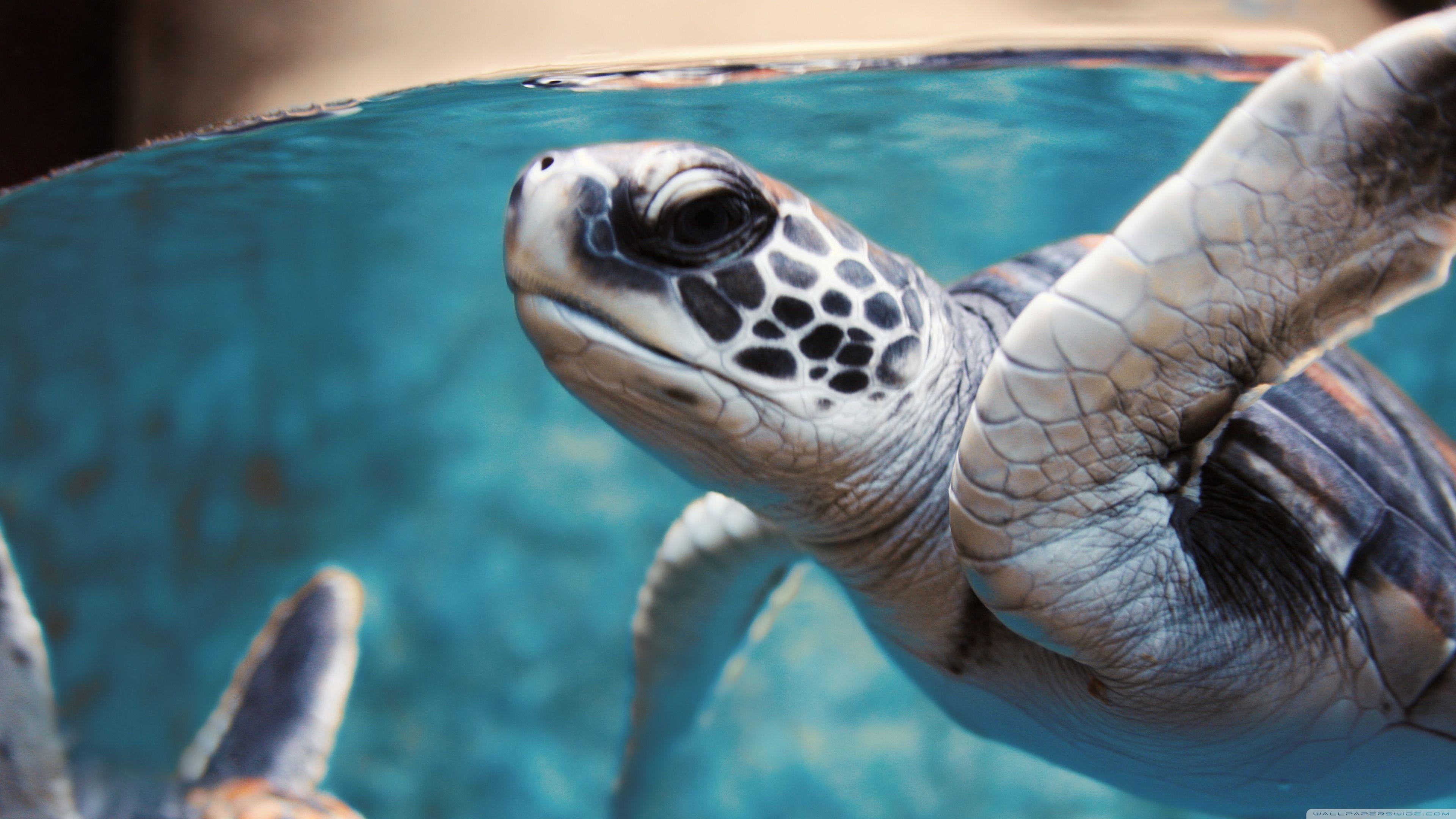 Green Sea Turtle Underwater ❤ 4K HD Desktop Wallpaper for 4K Ultra