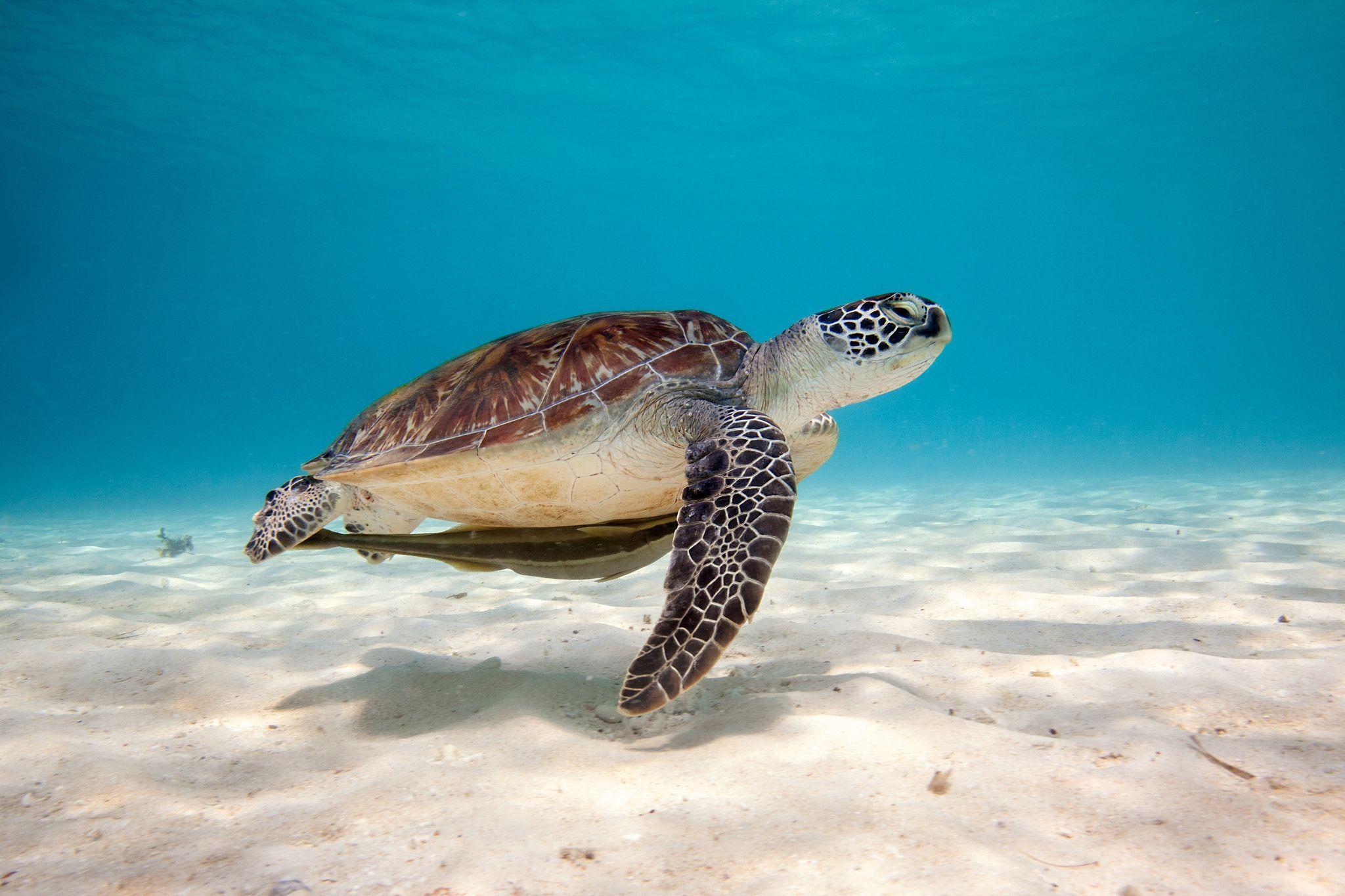Turtle underwater HD Wallpaper Picture Photo Image. Sea
