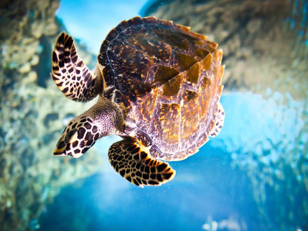 Sea Turtle in Water wallpaper. HD Desktop Wallpaper