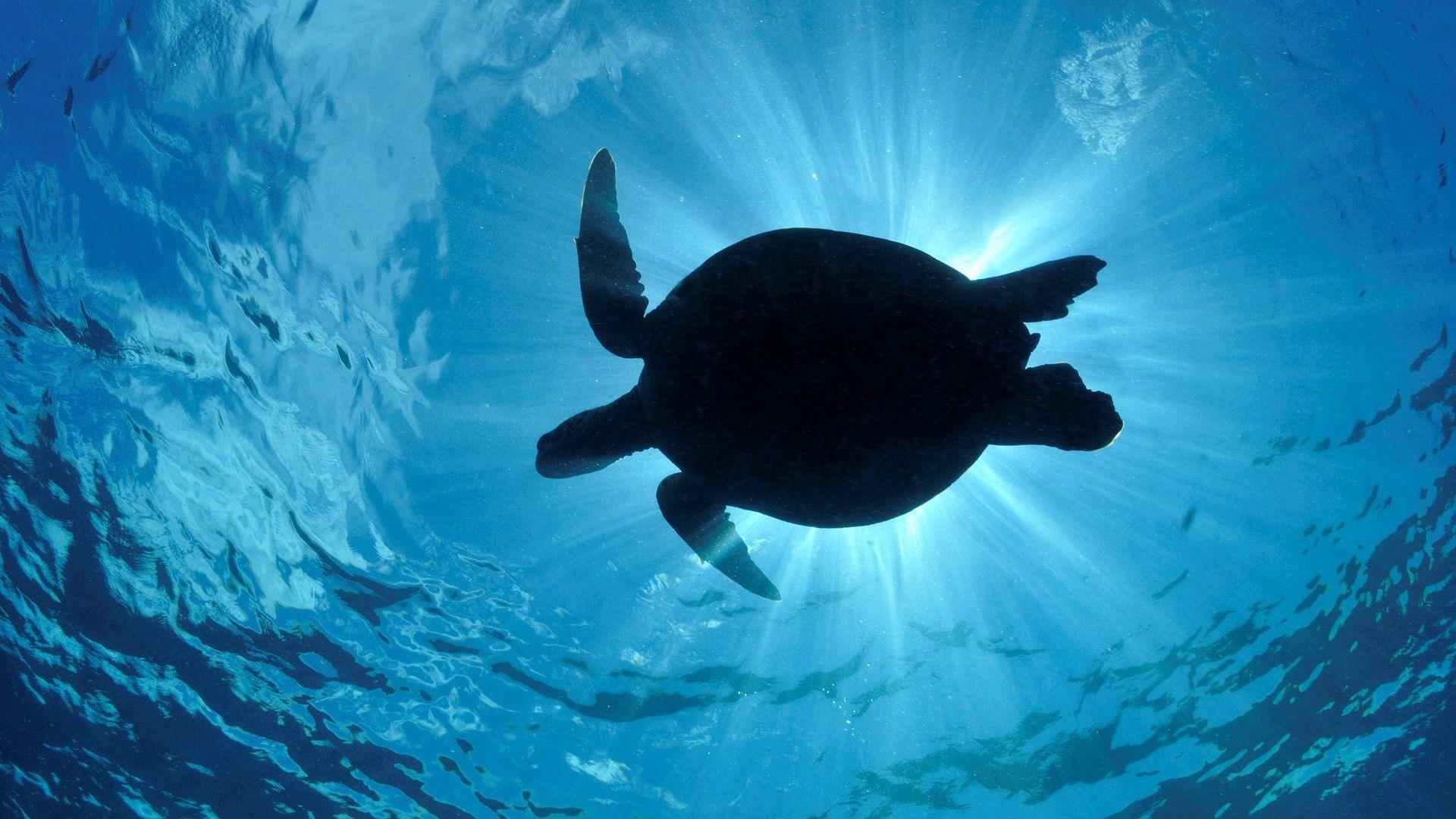 Sea Turtles Wallpaper background picture