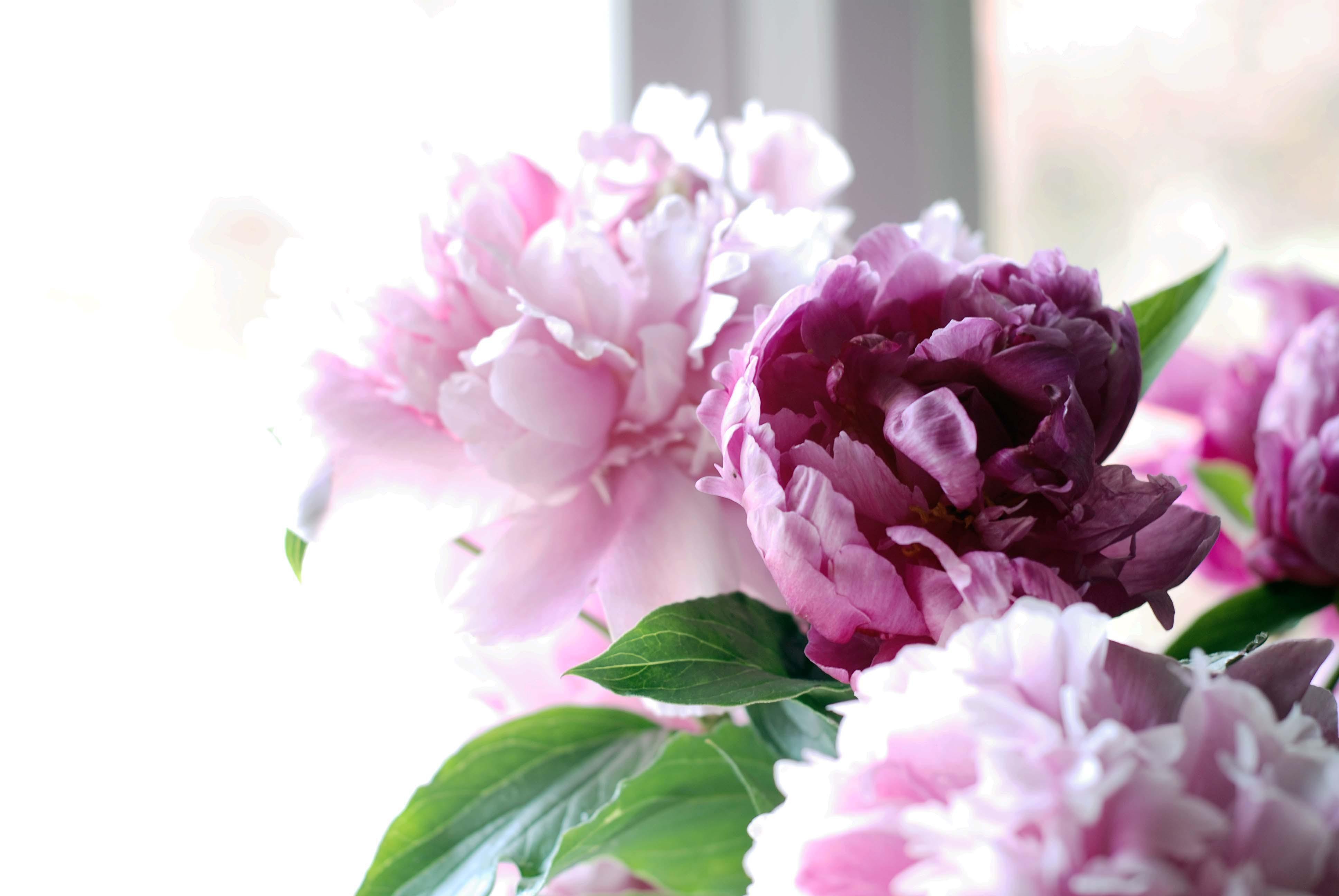 Peonies Wallpaper
