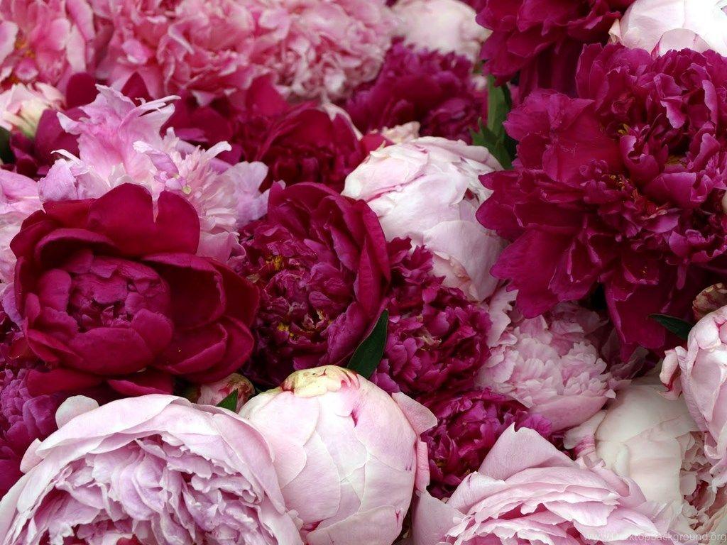 Peonies Wallpaper Desktop Background
