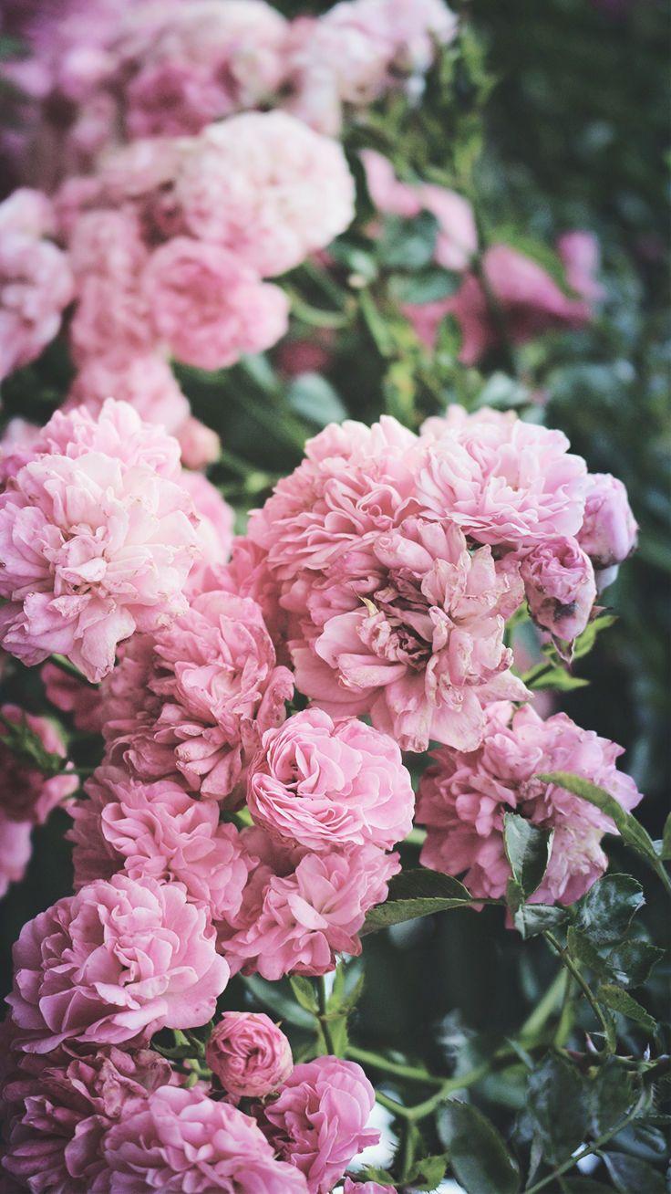 Cute Pink Peonies iPhone Wallpaper