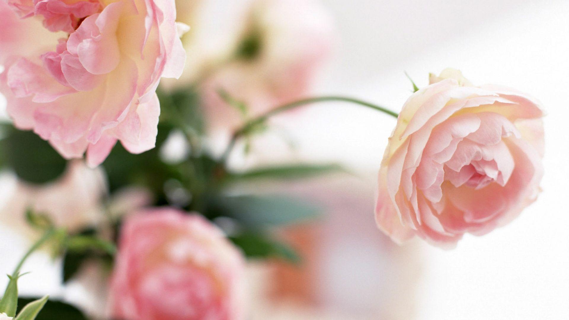 Peony Wallpaper 23 X 1080