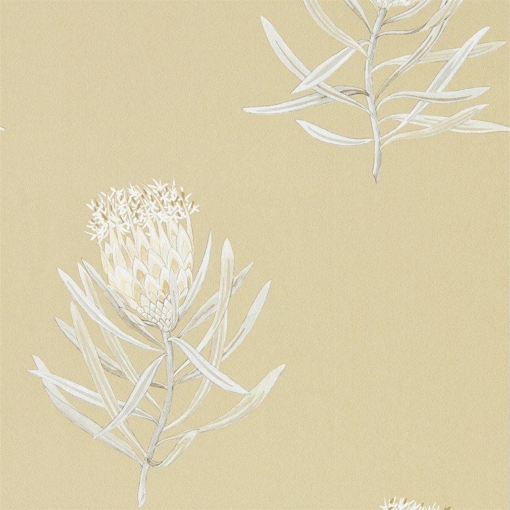 Protea Flower Wallpaper by Sanderson / Champagne 216331