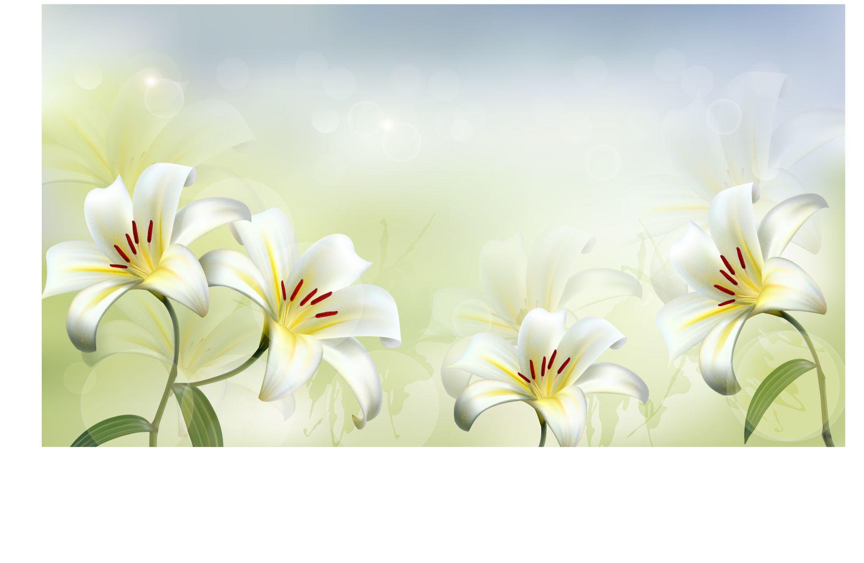 Beautiful white flower vector background 02. free vector downloads