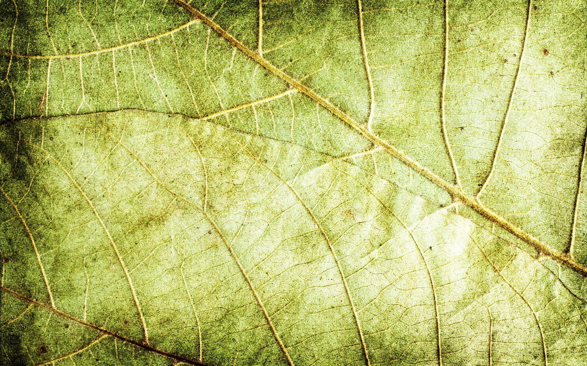 Nature Leaves Background Eighteen. Photo Texture & Background