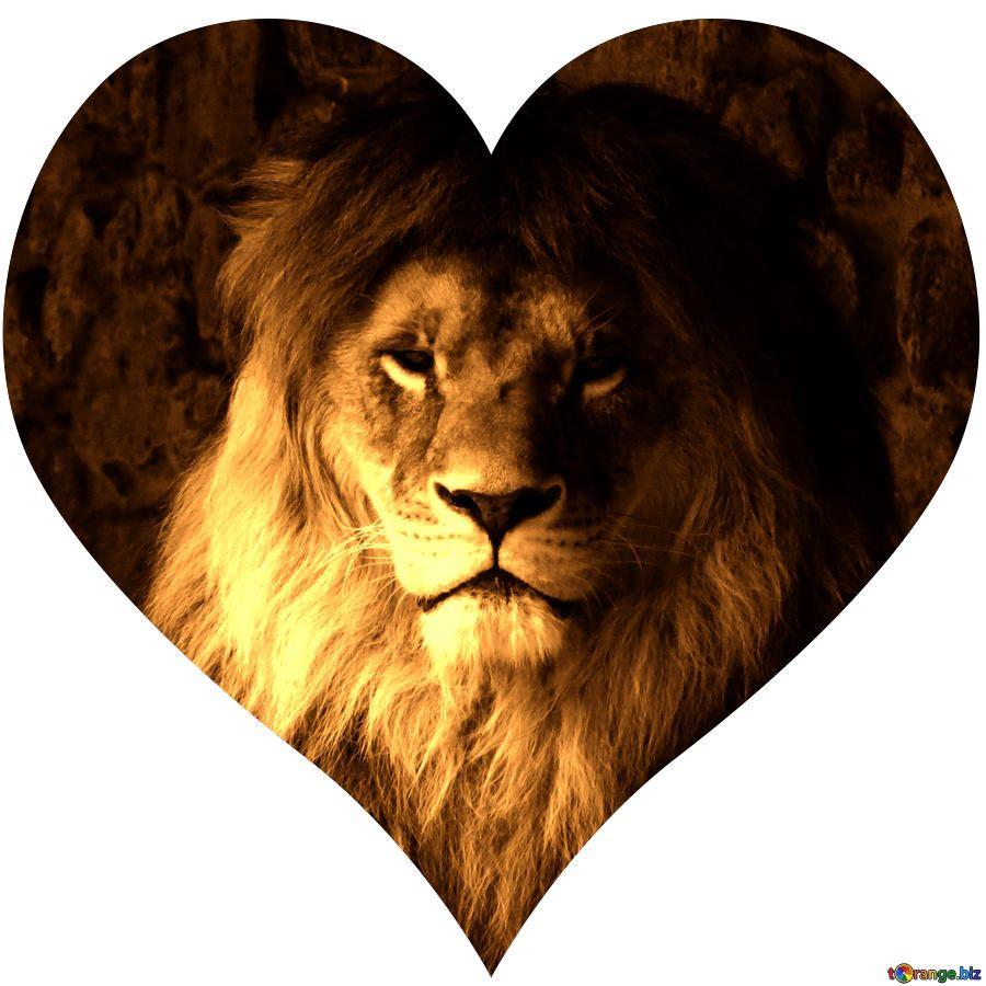 Heart Lion Backgrounds Wallpaper Cave