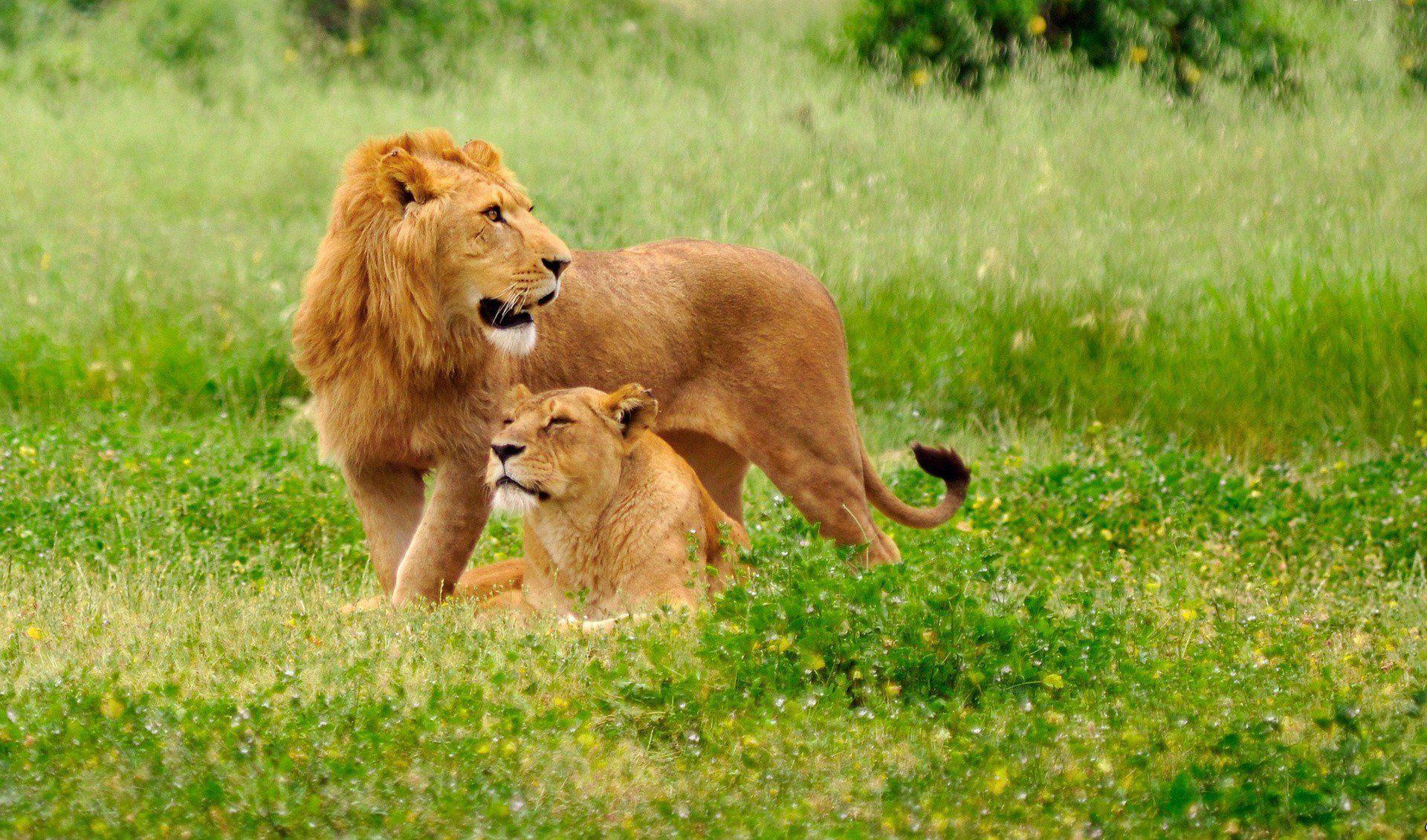 Lion Couple Quotes also Sorted inside Animals category, was Attacted