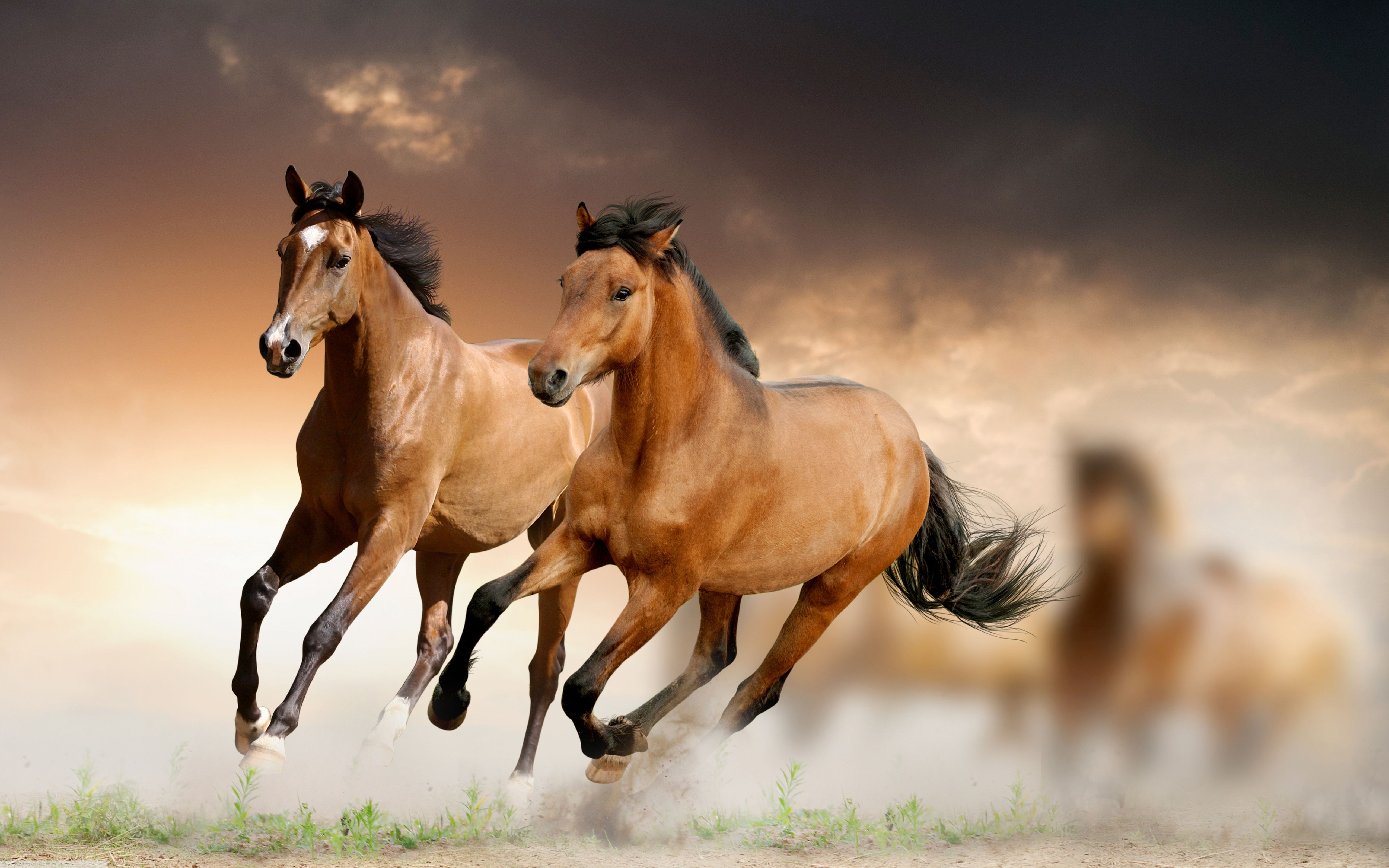 Brown Horses Galloping Wallpaper HD 5120x3200, Wallpaper13.com