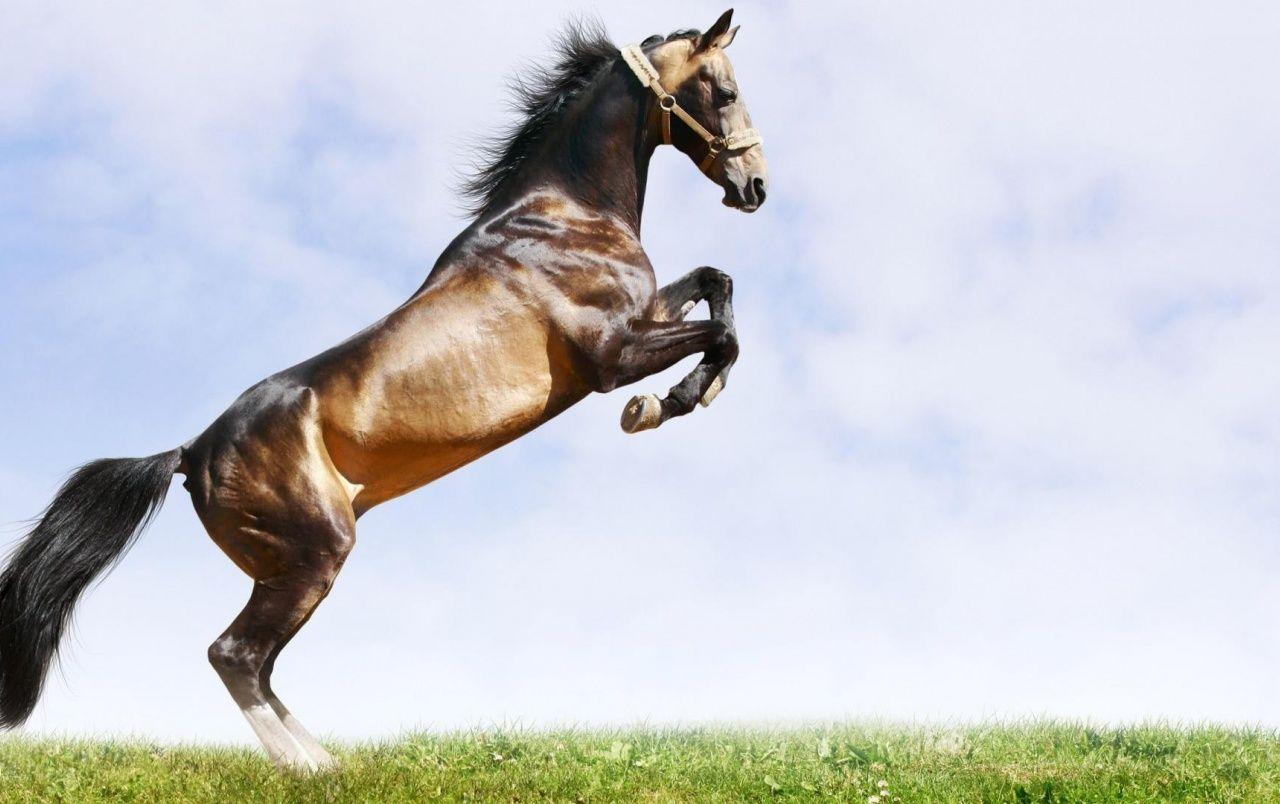 Beautiful Brown Horse wallpaper. Beautiful Brown Horse