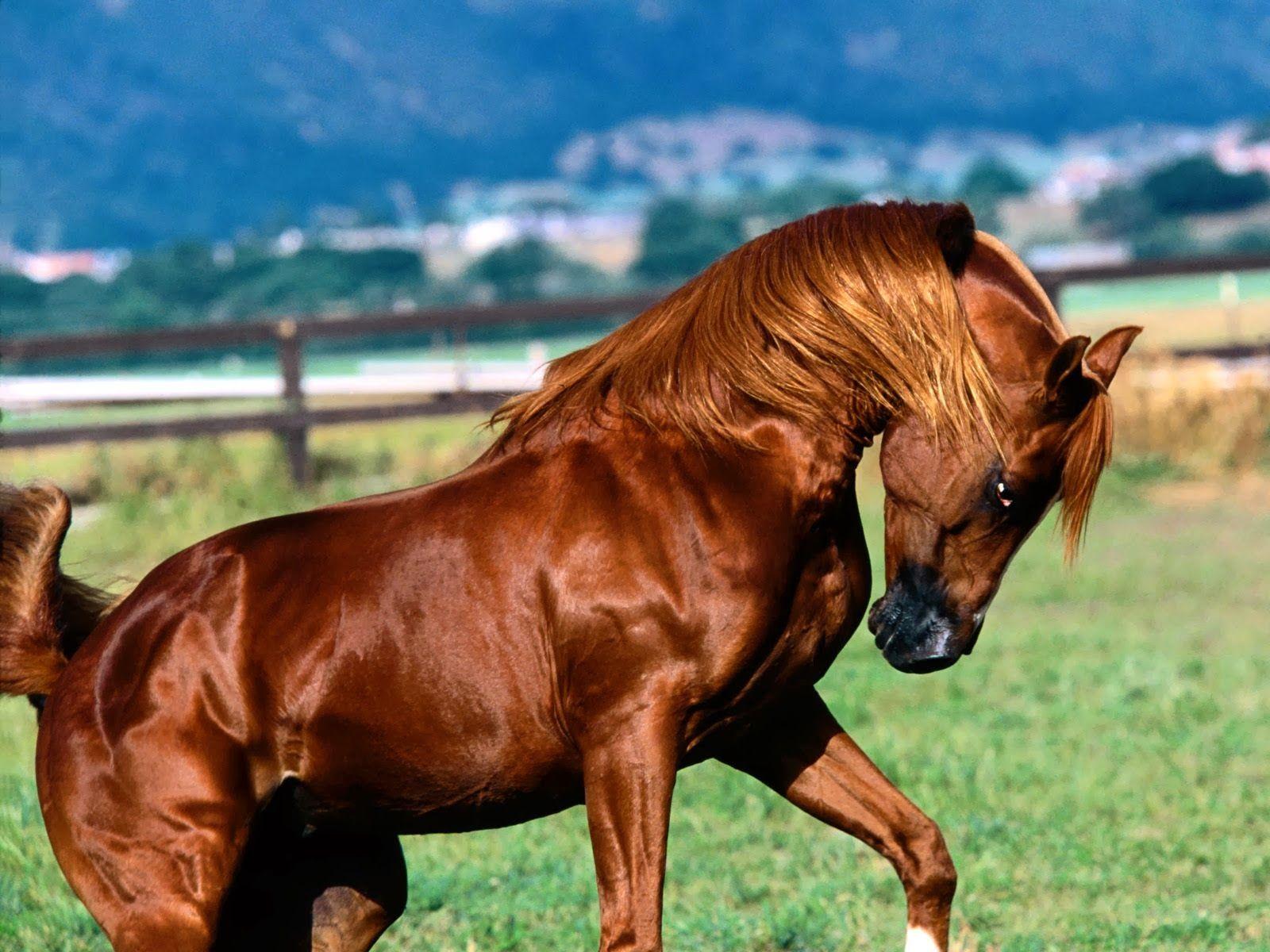 brown horse images
