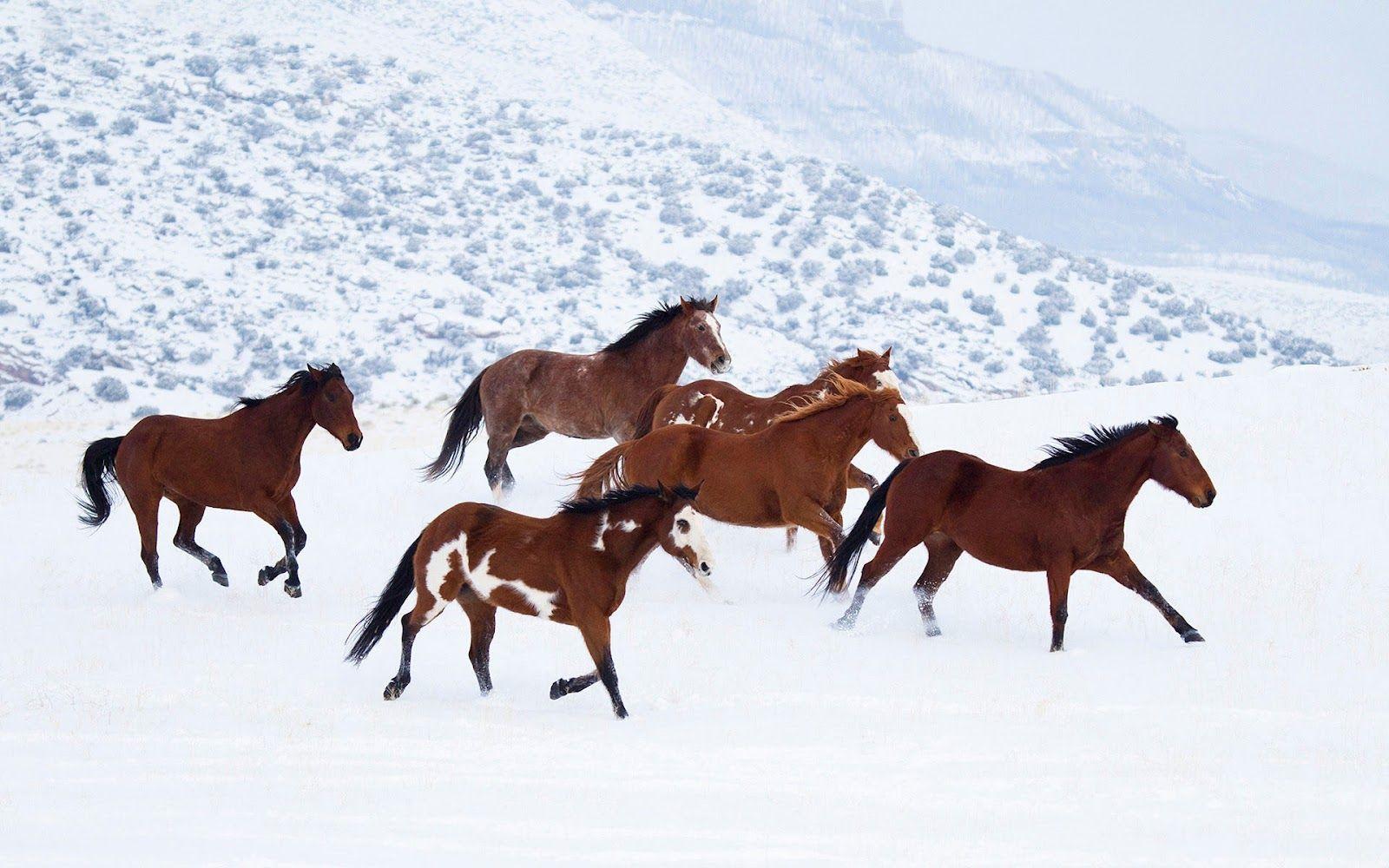 Horses Running. wallpaper with brown horses running through