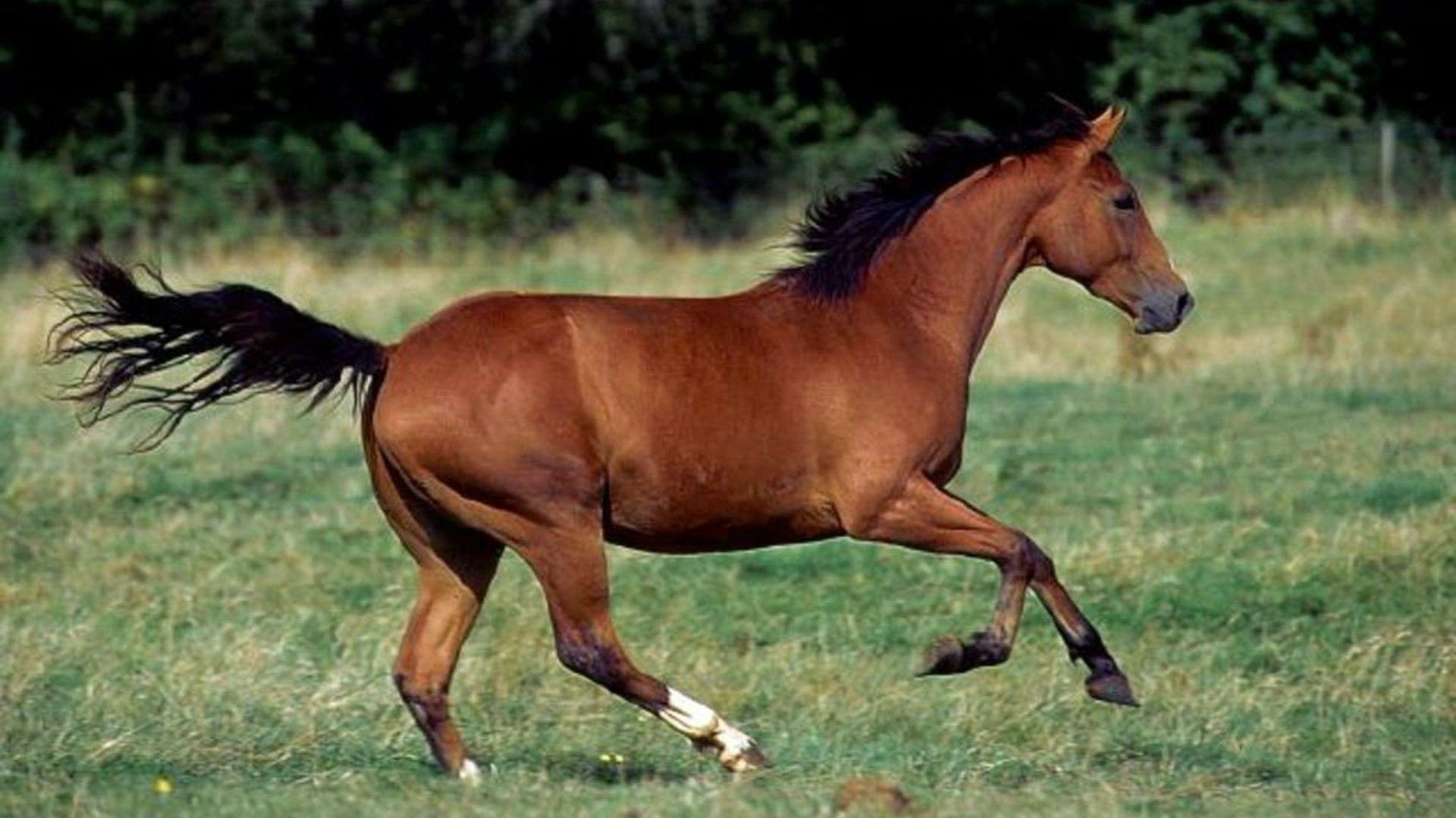 Brown Horses Wallpaper
