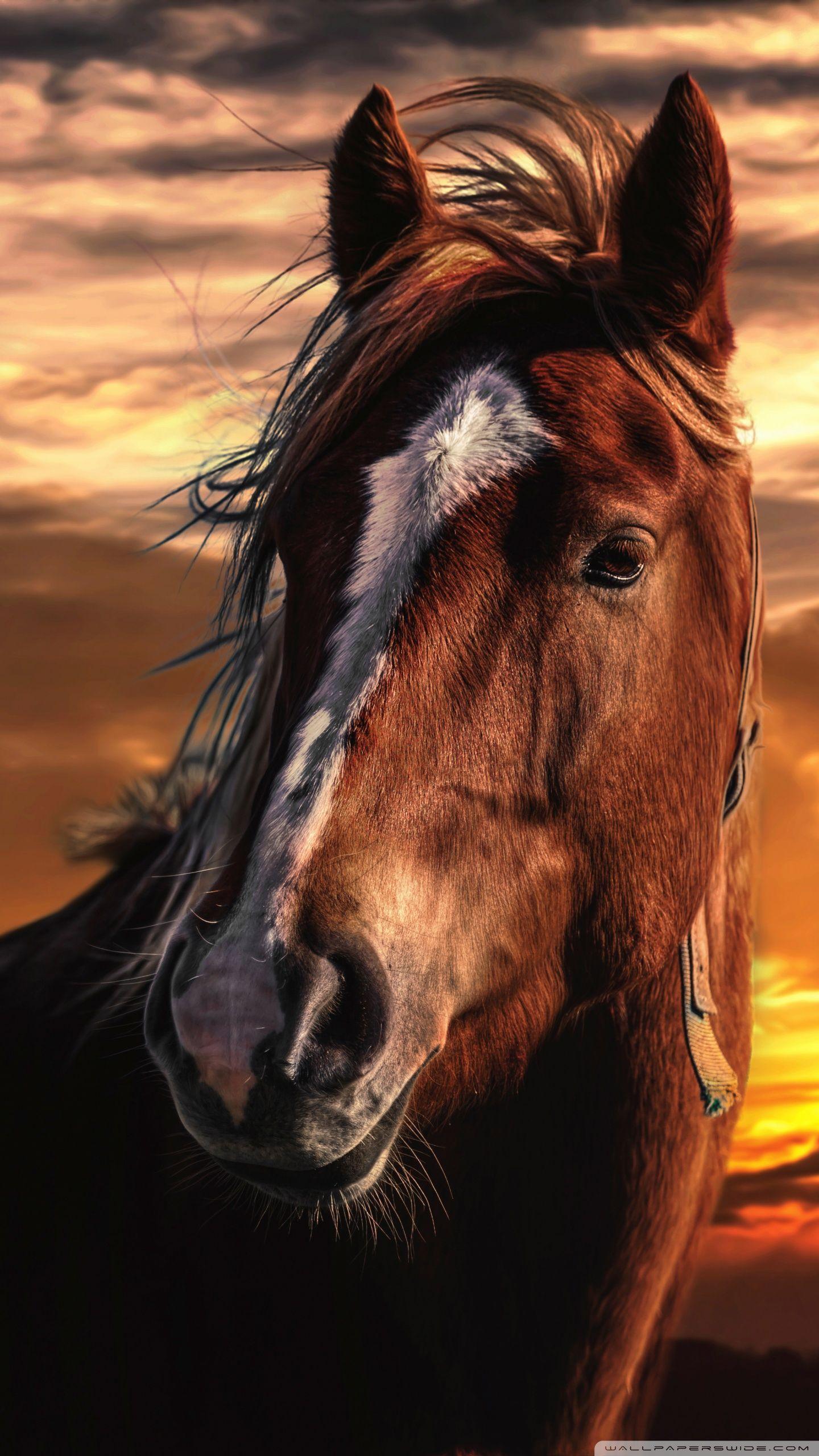 Brown Horse with White Stripe on Face ❤ 4K HD Desktop Wallpaper