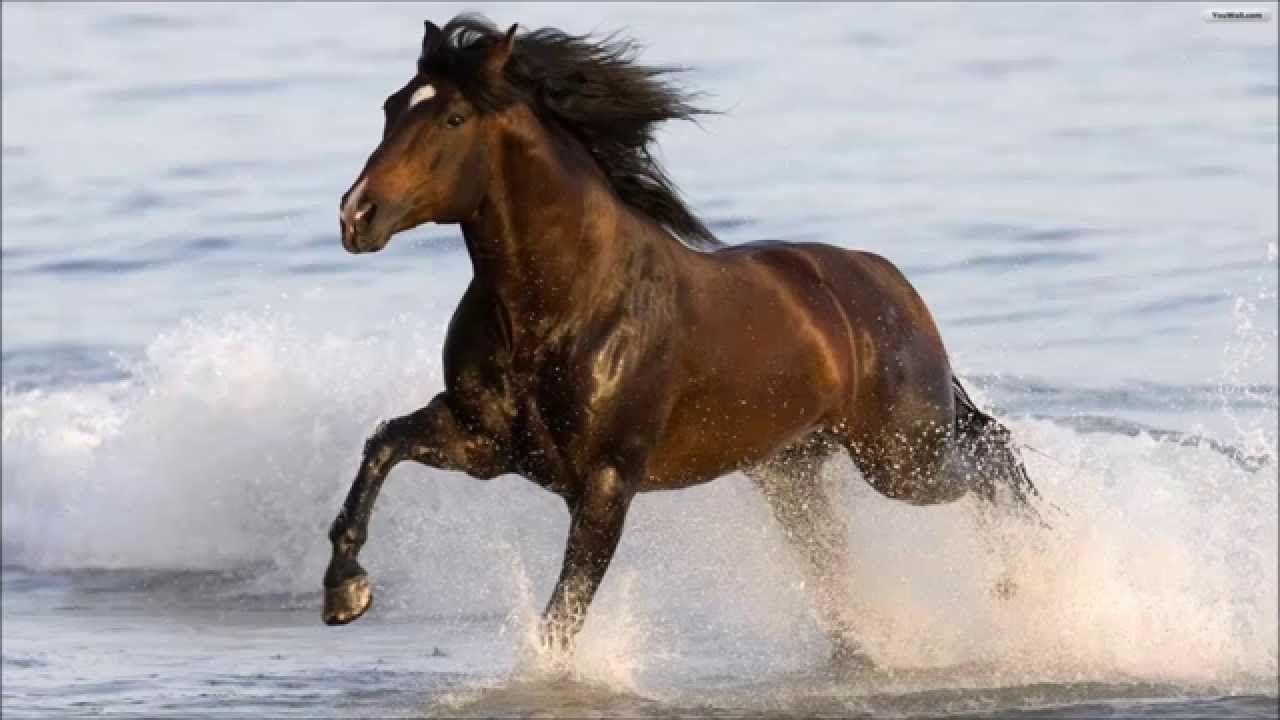 Brown Horse Wallpapers - Wallpaper Cave