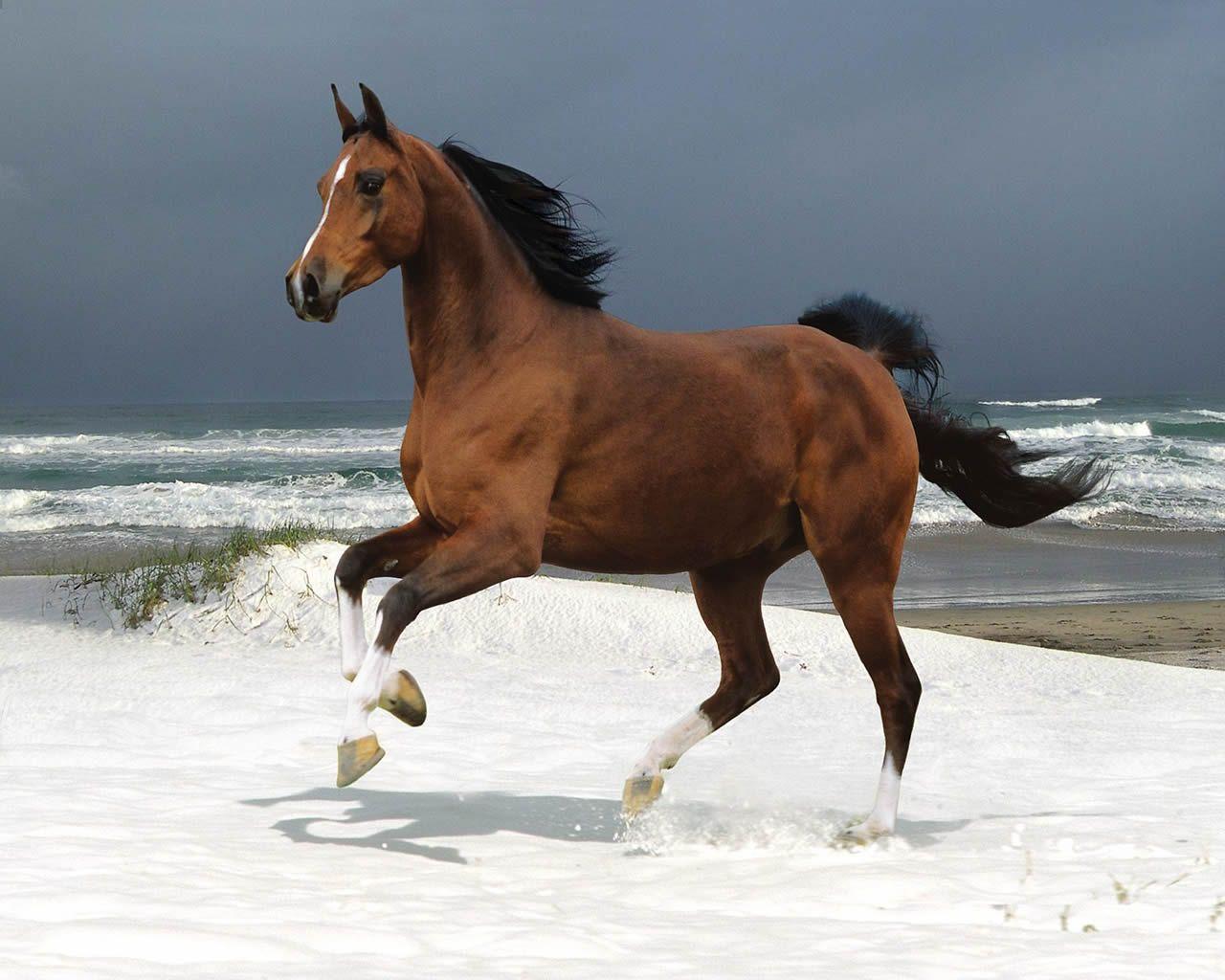 bay horse. Horses. Horse, Animal and Creatures