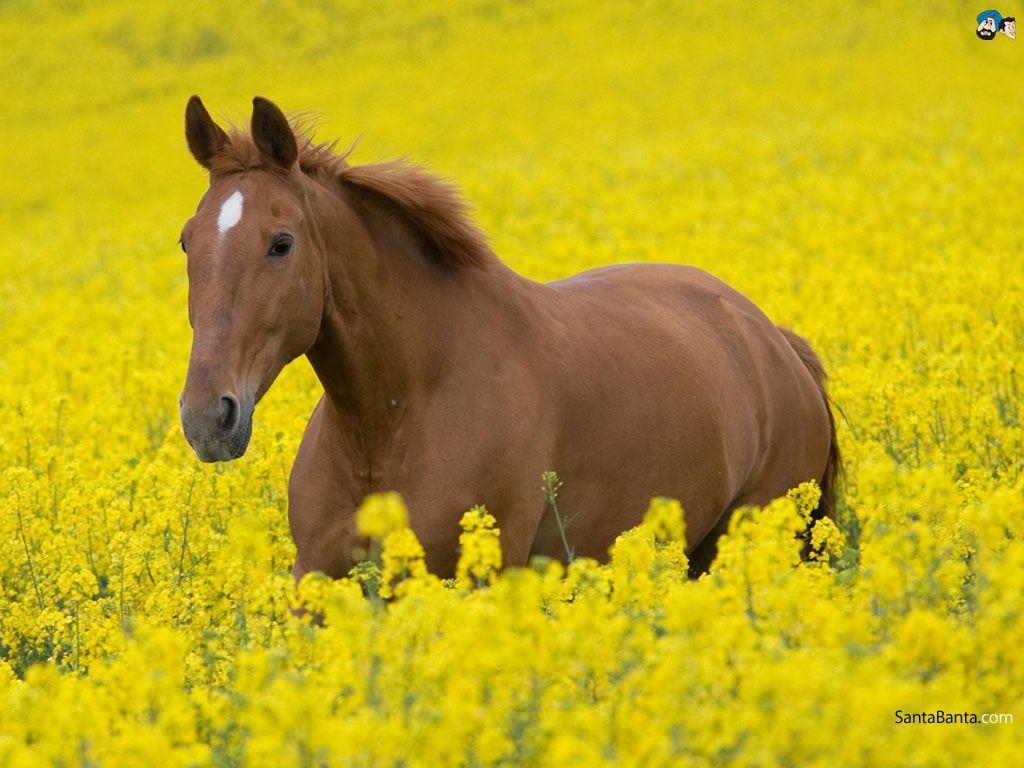 Horses. horses. Horse and Horse wallpaper