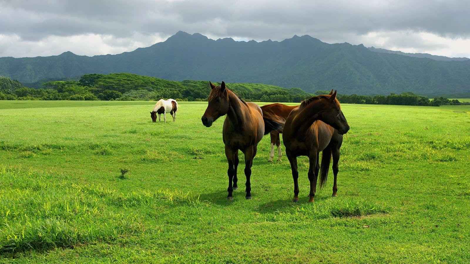 Picture Jagat: Field with brown horses wallpaper
