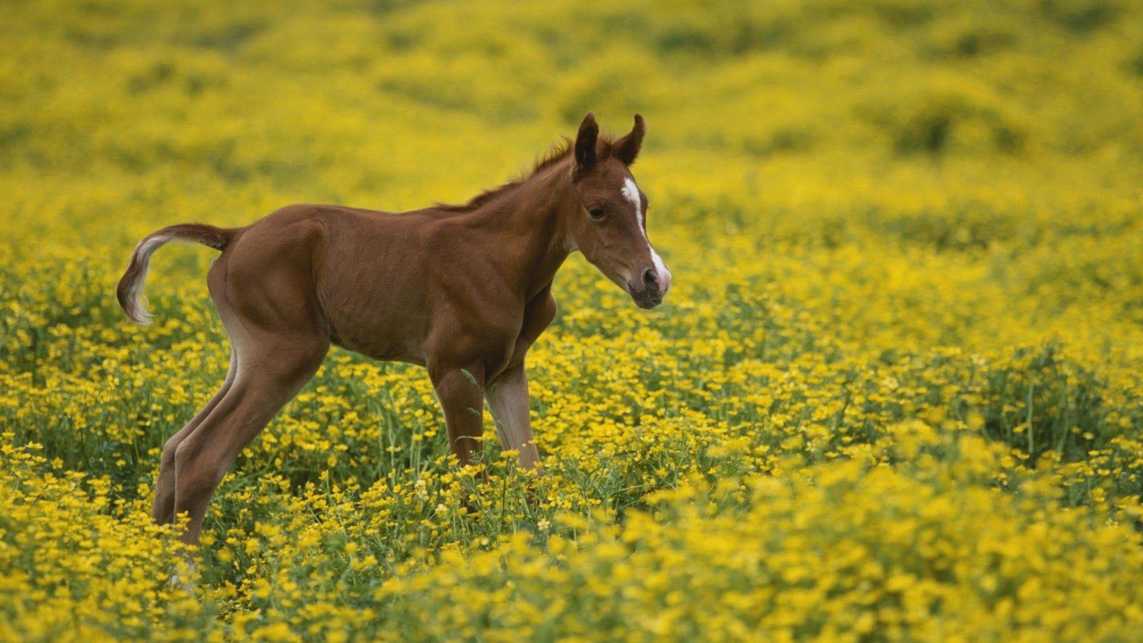 Picture Jagat: Wallpaper young brown horse in field