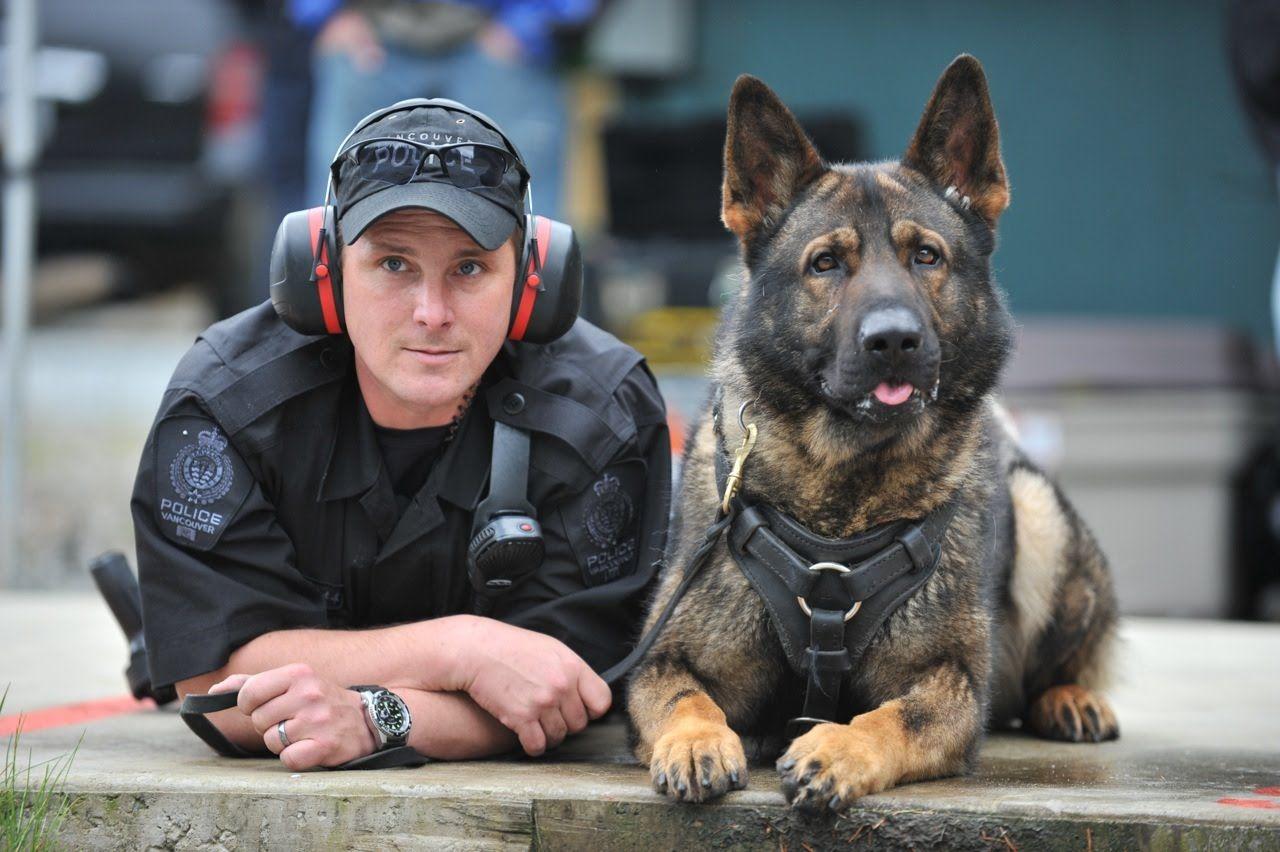 Brave And Honest Police Dog