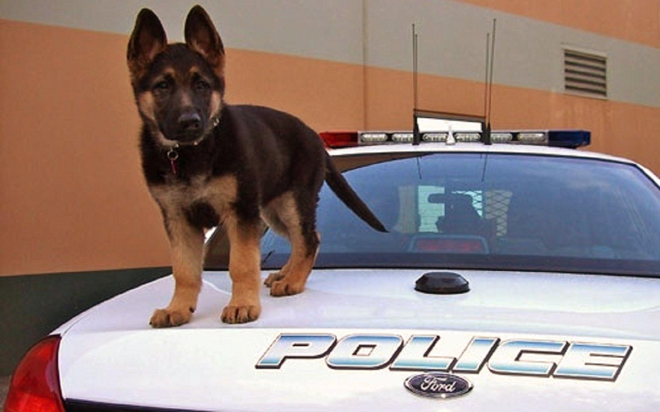 Dogs: Shepherd Police Puppy Sweet Car Cute Dog Christmas Wallpaper