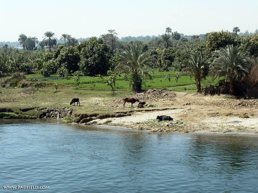 River's Edge: Nile River, Egypt Photographs Moses, Joseph Free
