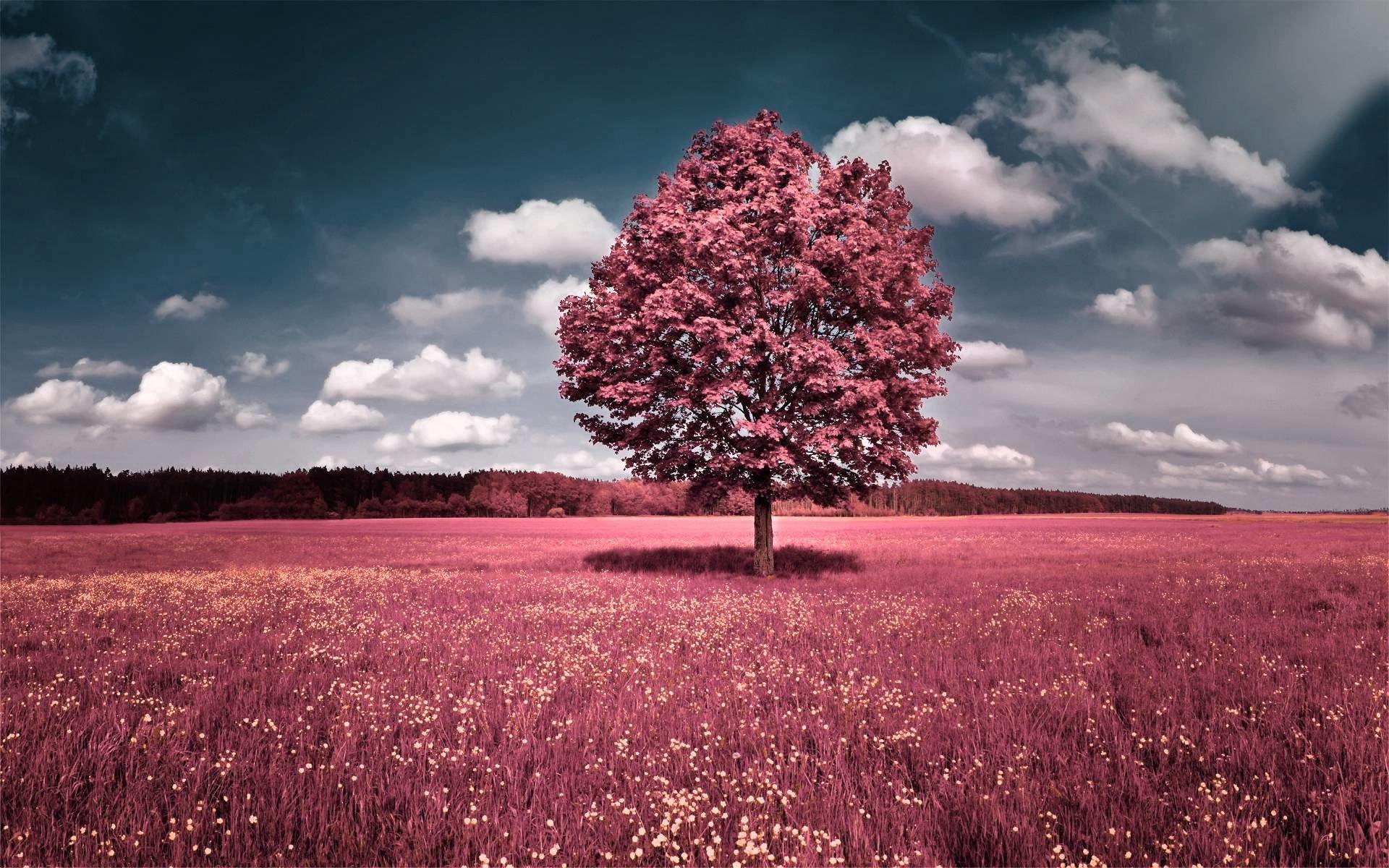 Download Peaceful View of a Tree in a Field Wallpaper