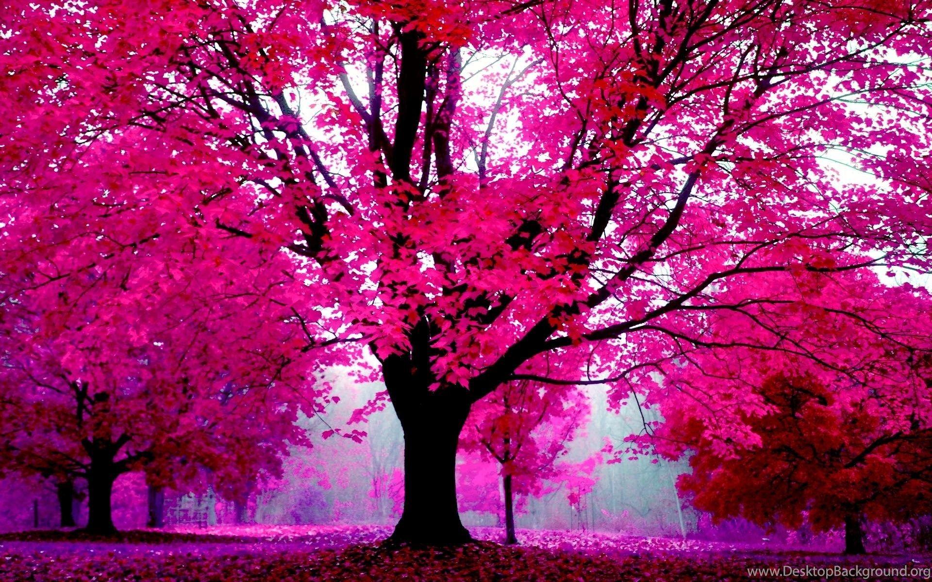 Pink Nature Trees Wallpapers - Wallpaper Cave