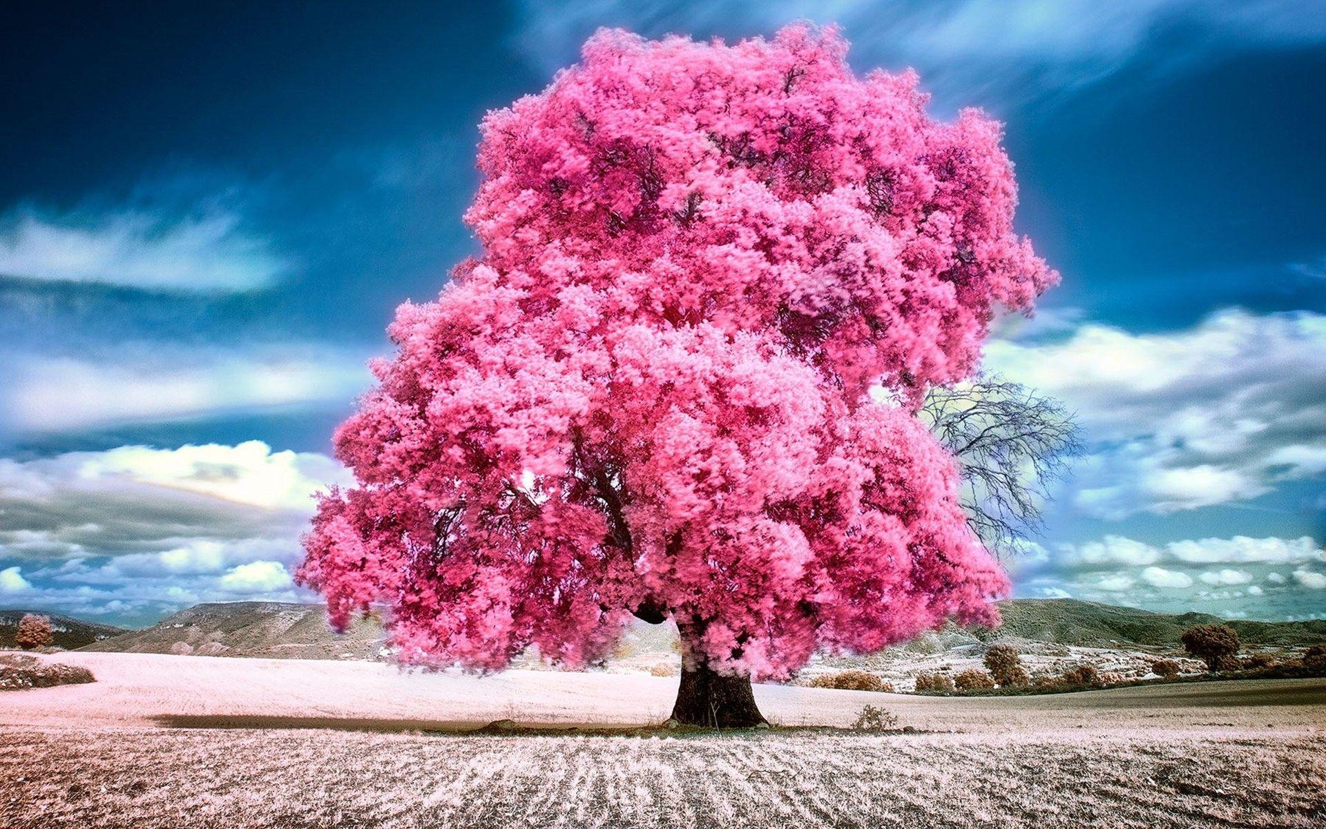 Trees: Summer Tree Pink Nature Clouds Sky Beautiful Landscape Beauty