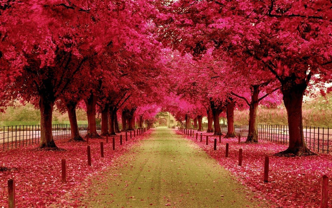 Pink Trees & Walk Way wallpaper. Pink Trees & Walk Way