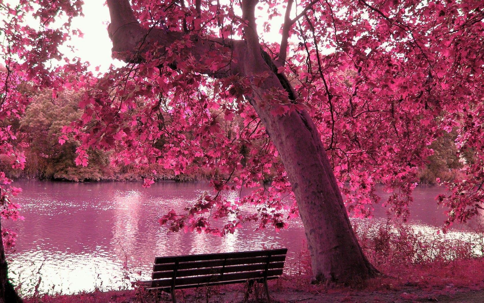 Spring Season. Trees Pink Purple Spring Season Paradise HD