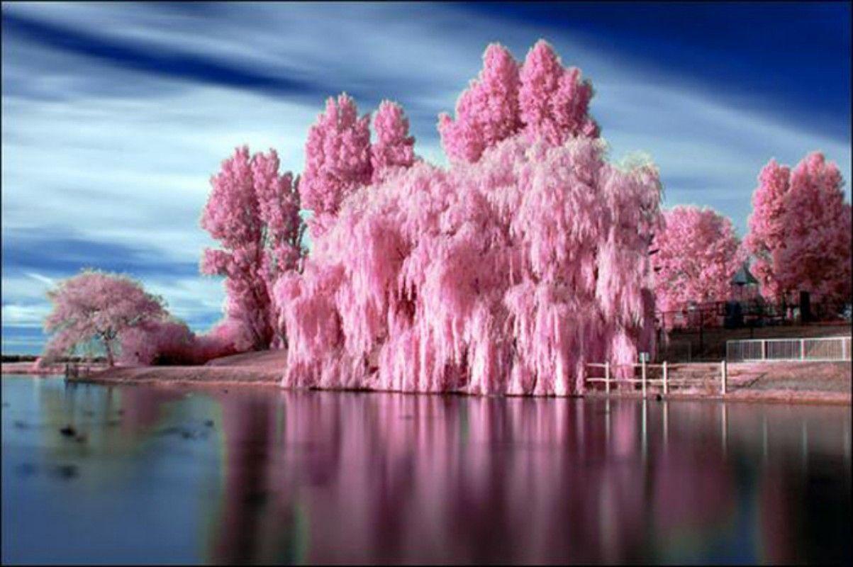 Lakes: Bubblegum Trees Resolution Pink Tree Lake Lakeside Best