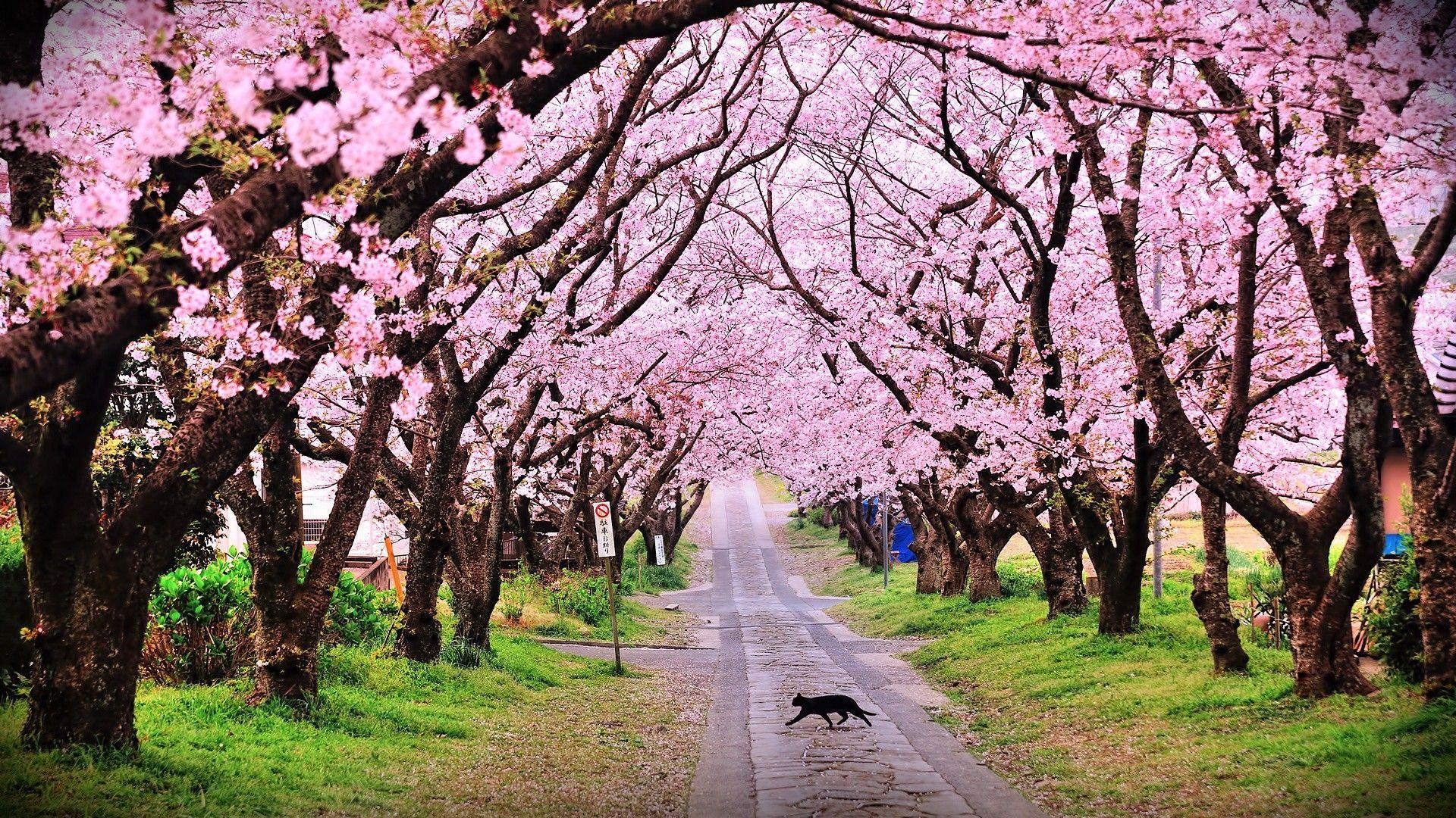 Wallpaper Beautiful Natural Tree With Pink Flower And Running Cat On