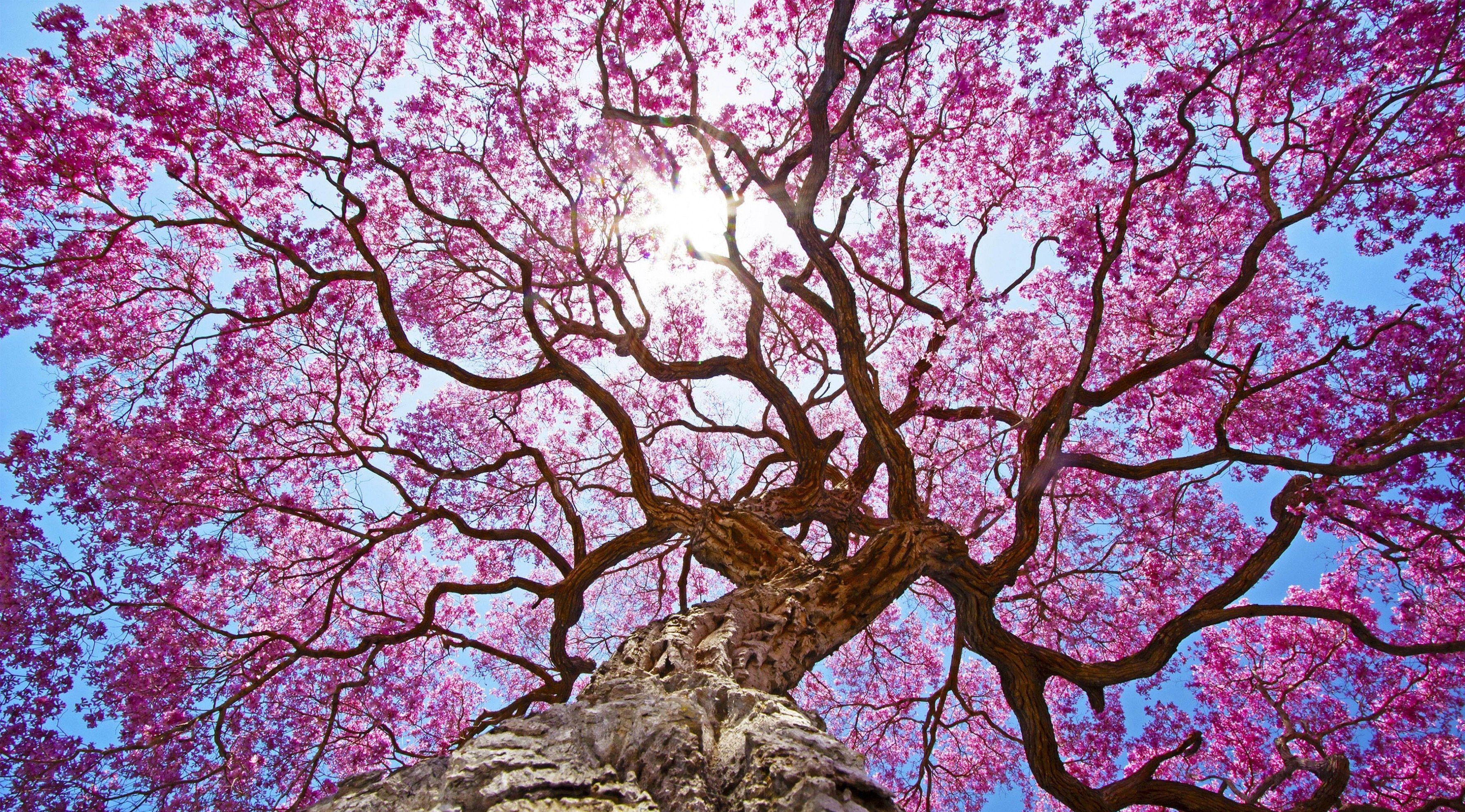 Pink Tree 4k, HD Nature, 4k Wallpaper, Image, Background, Photo