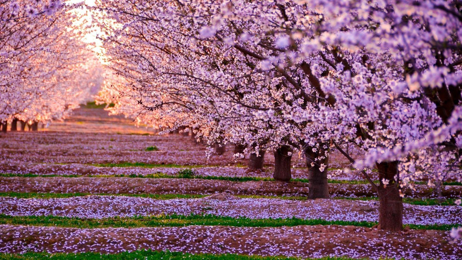 Blossom Nature Pink Flowers Trees 1600x900 Resolution HD 4k