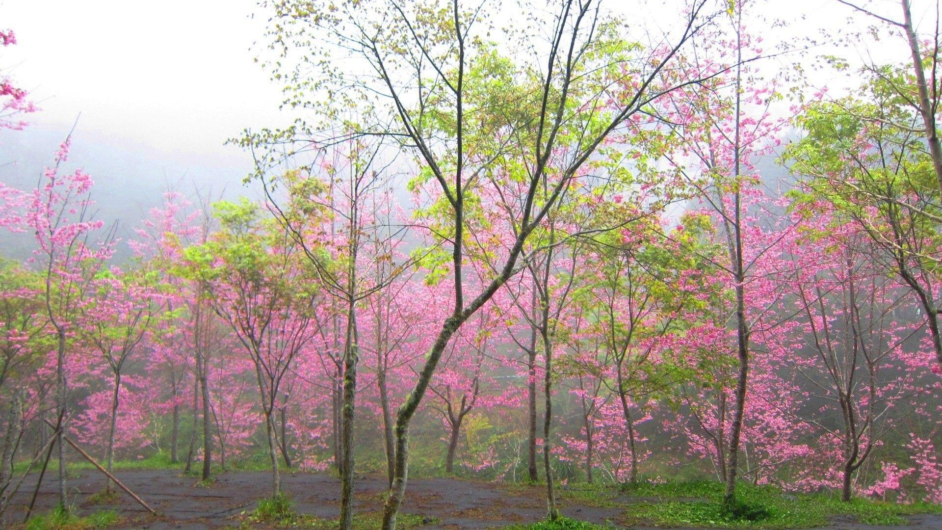 Forests: Forest Cherry Mist Beautiful Pink Nature Trees iPhone