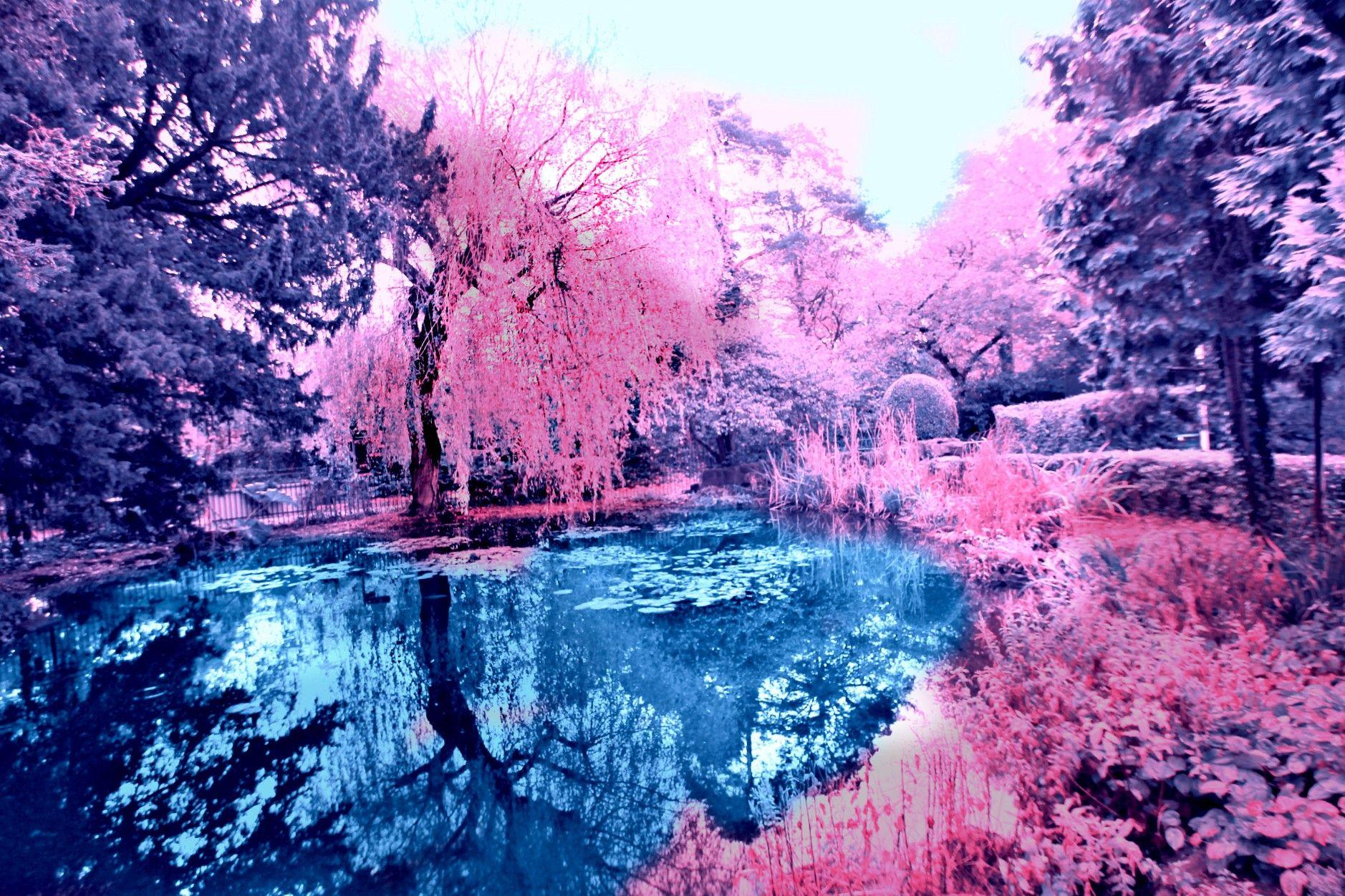 Pink Nature Infrared Lake Trees Lakes Wallpaper HD Lake HD 16:9