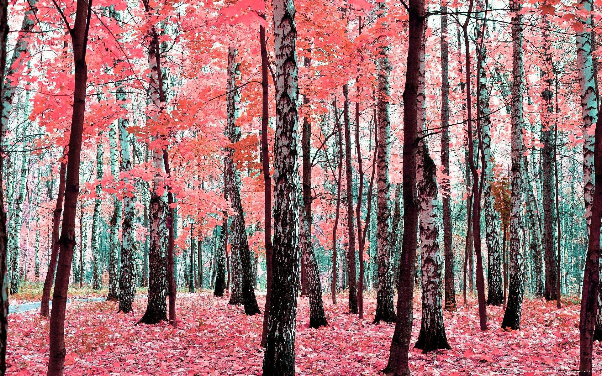 Picture Nature Autumn Forests Trees 1920x1200