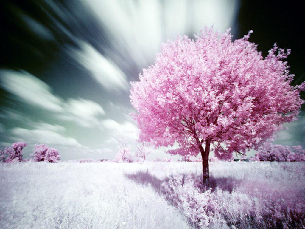 pink objects. Free Nature pink Wallpaper The Free Nature