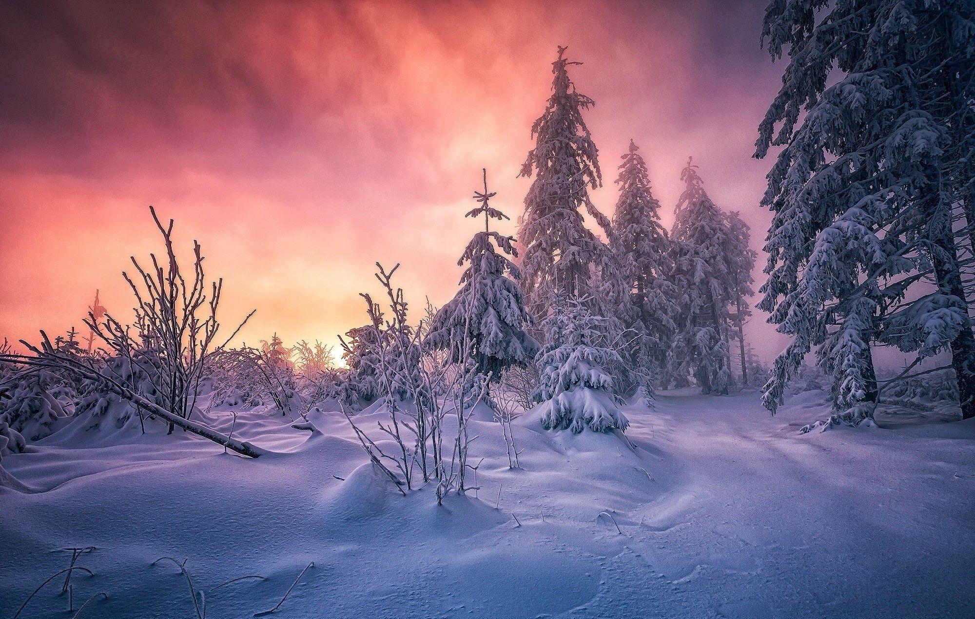 forest winter sunrise germany snow trees cold clouds path white