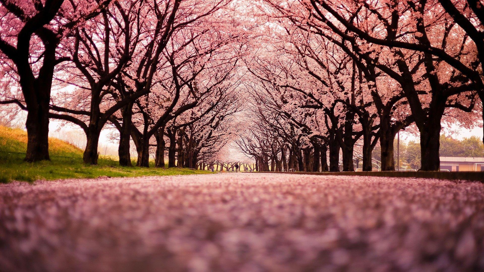 Pink cherry blossoms alley wallpaper and image