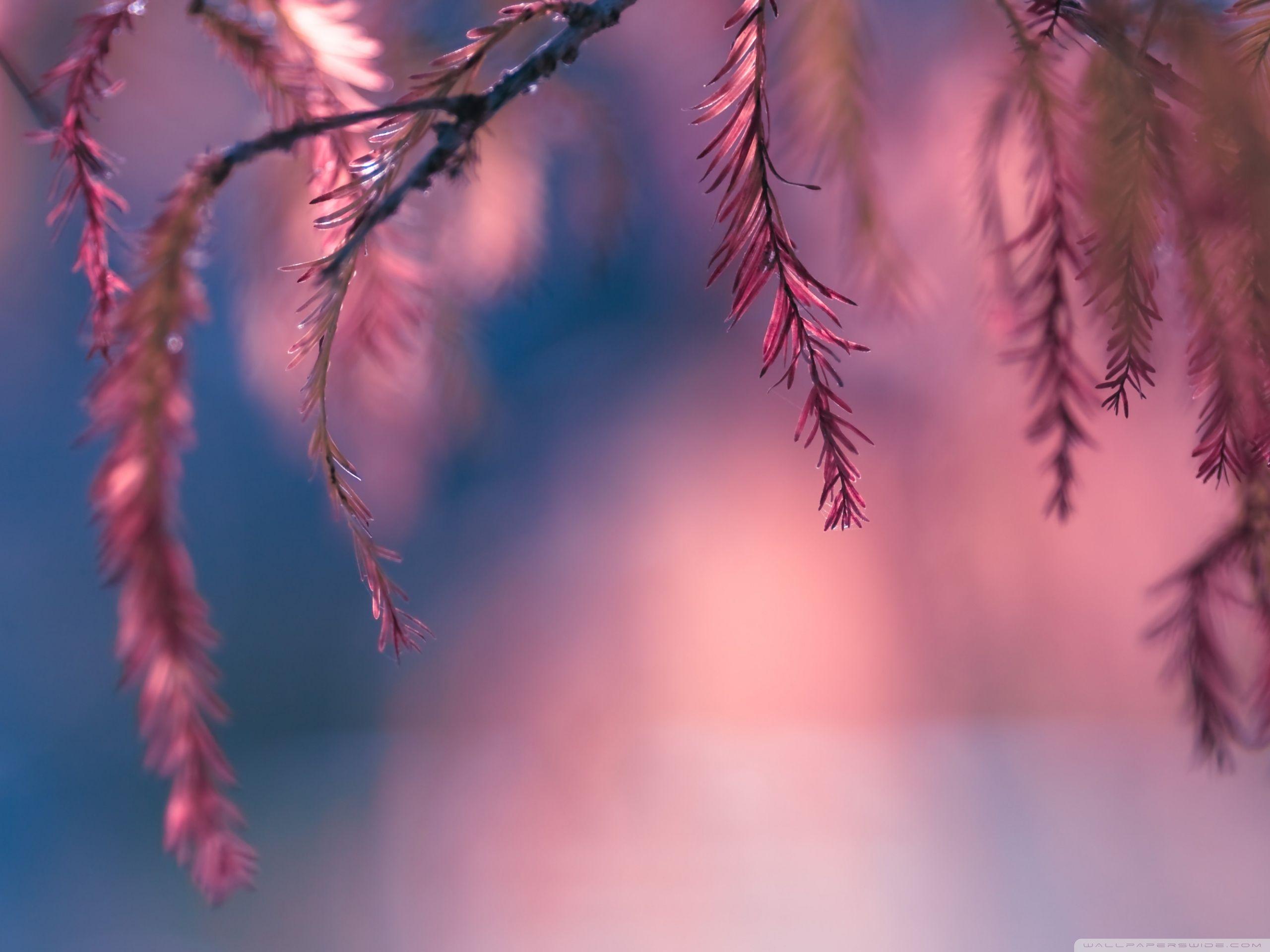 Pink Conifer Tree Branch ❤ 4K HD Desktop Wallpaper for 4K Ultra HD