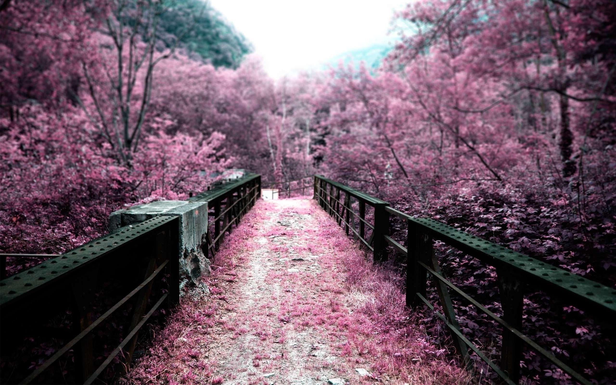 nature trees path pink blurred wallpaper and background